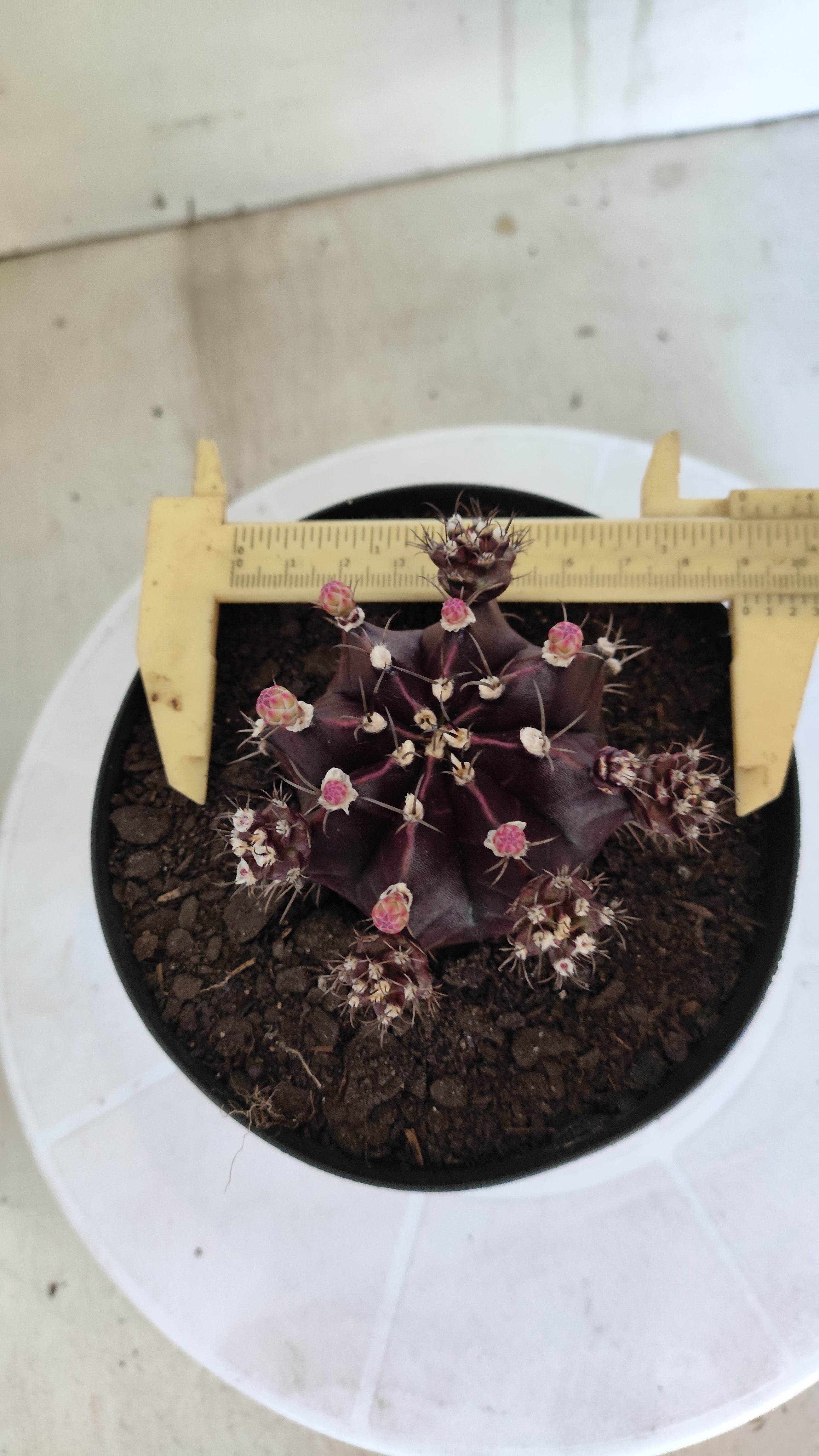 Gymnocalycium Mihanovichii “Purple Proliferum” Nº 611  – vaso 15