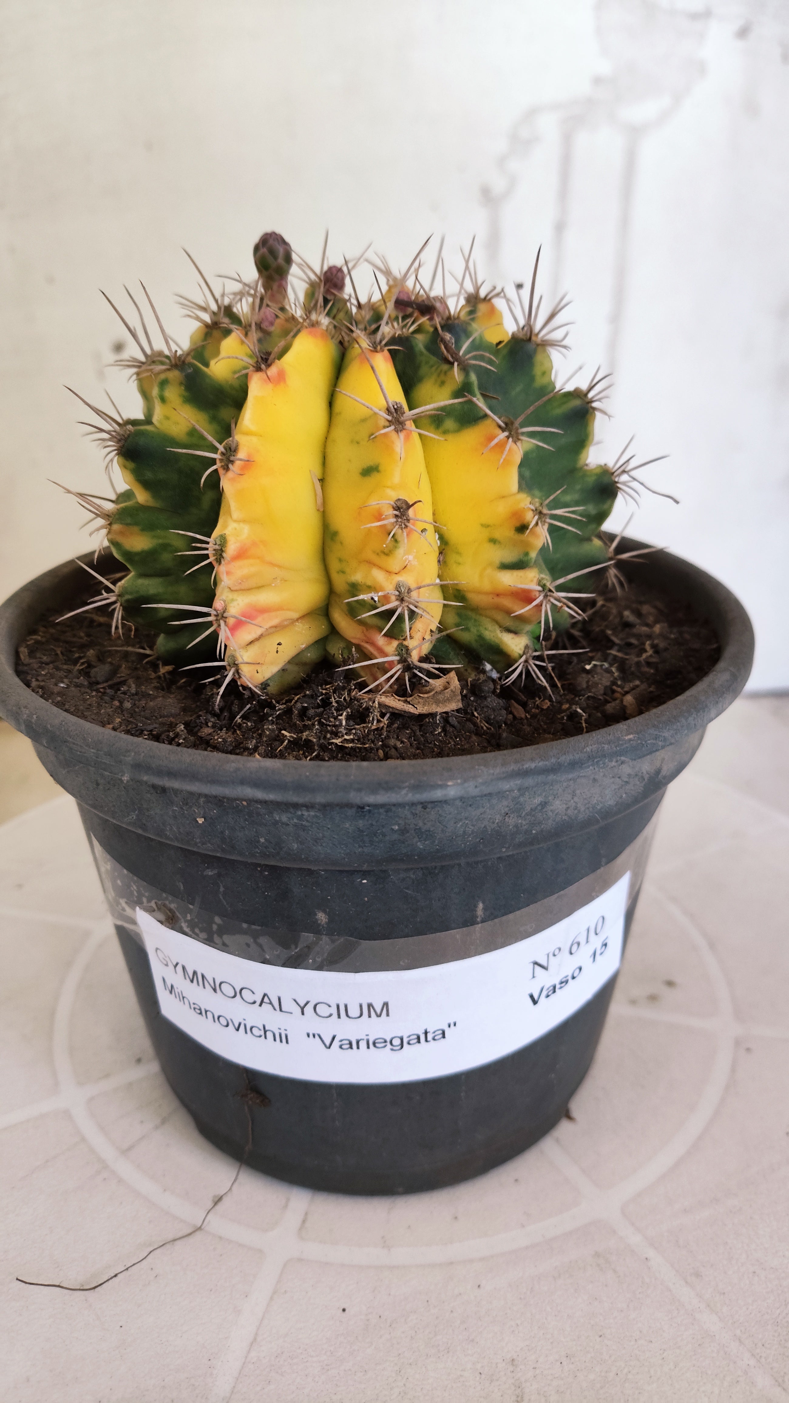 Matriz GYMNOCALYCIUM Mihanovichii Variegata Nº 610 – vaso 15