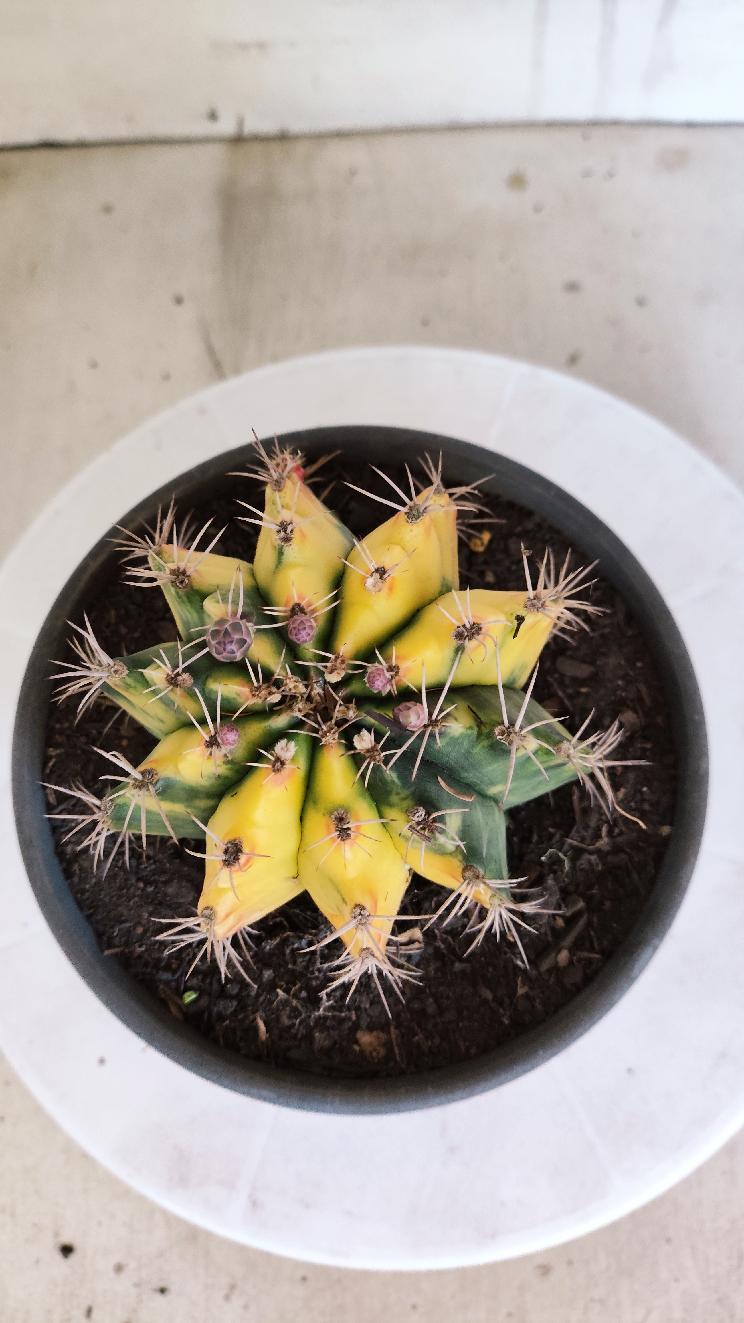 Matriz GYMNOCALYCIUM Mihanovichii Variegata Nº 610 – vaso 15