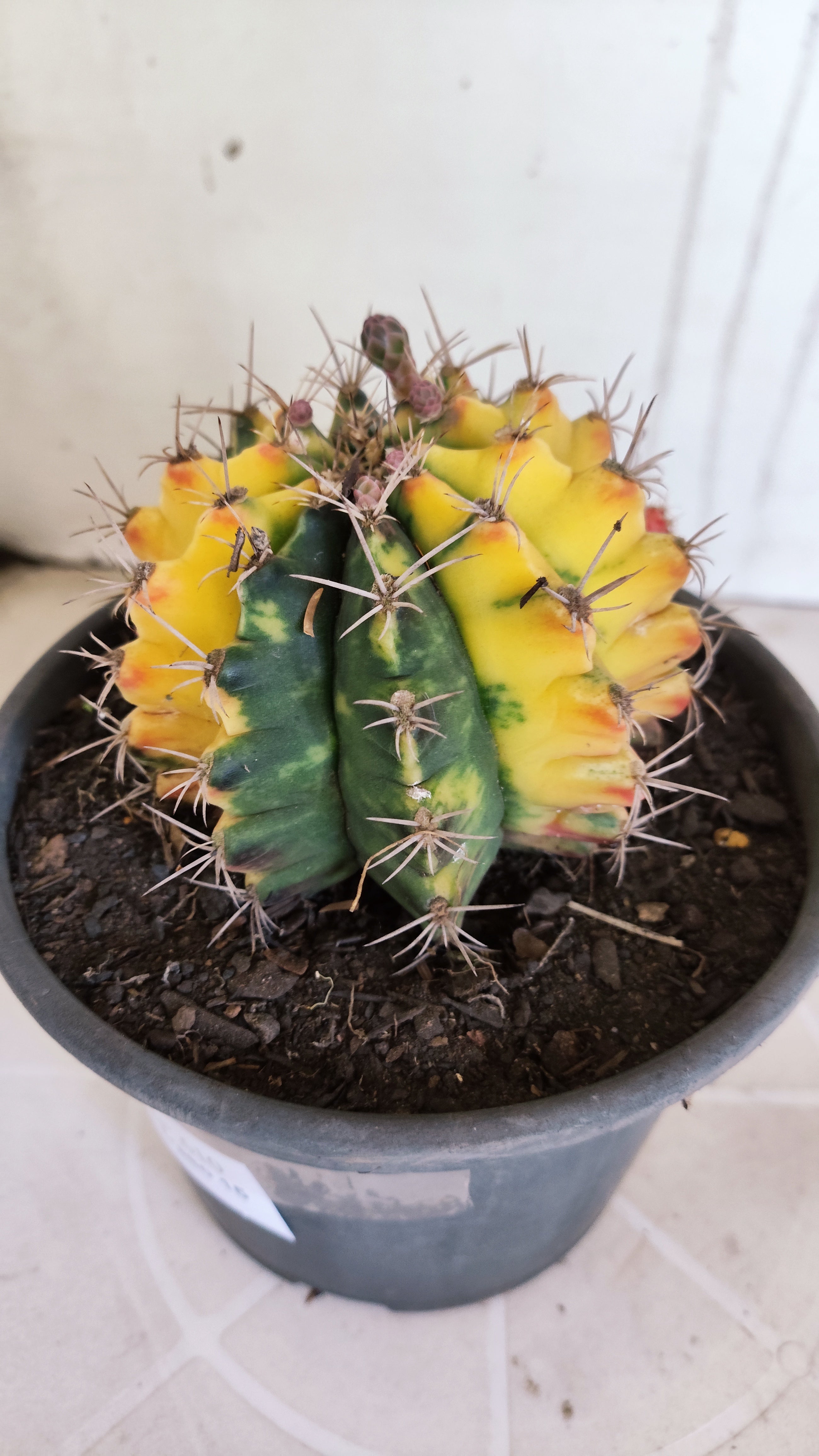 Matriz GYMNOCALYCIUM Mihanovichii Variegata Nº 610 – vaso 15