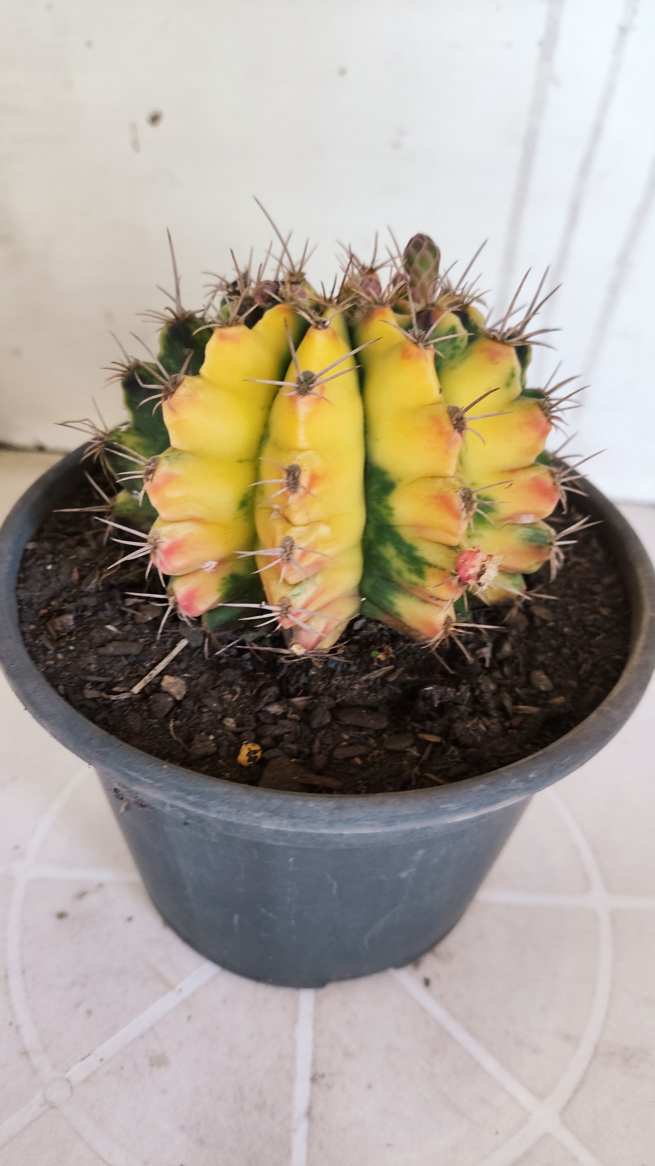 Matriz GYMNOCALYCIUM Mihanovichii Variegata Nº 610 – vaso 15