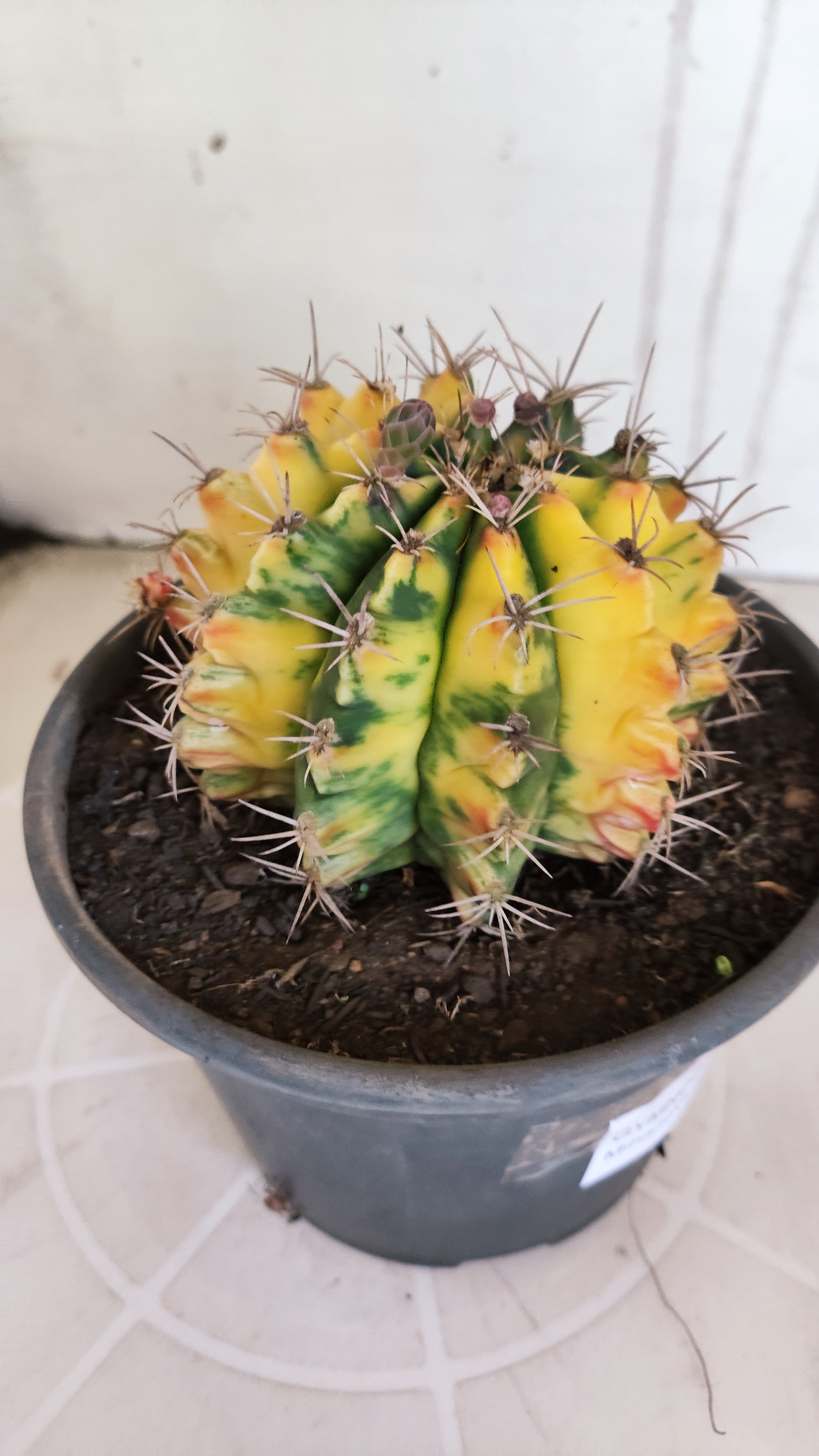 Matriz GYMNOCALYCIUM Mihanovichii Variegata Nº 610 – vaso 15