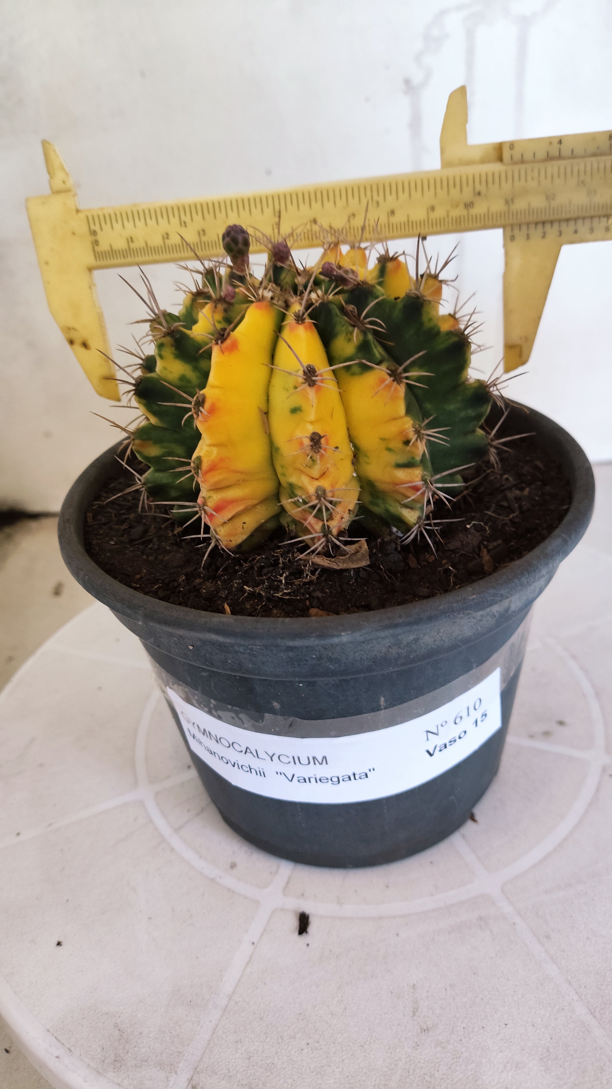 Matriz GYMNOCALYCIUM Mihanovichii Variegata Nº 610 – vaso 15