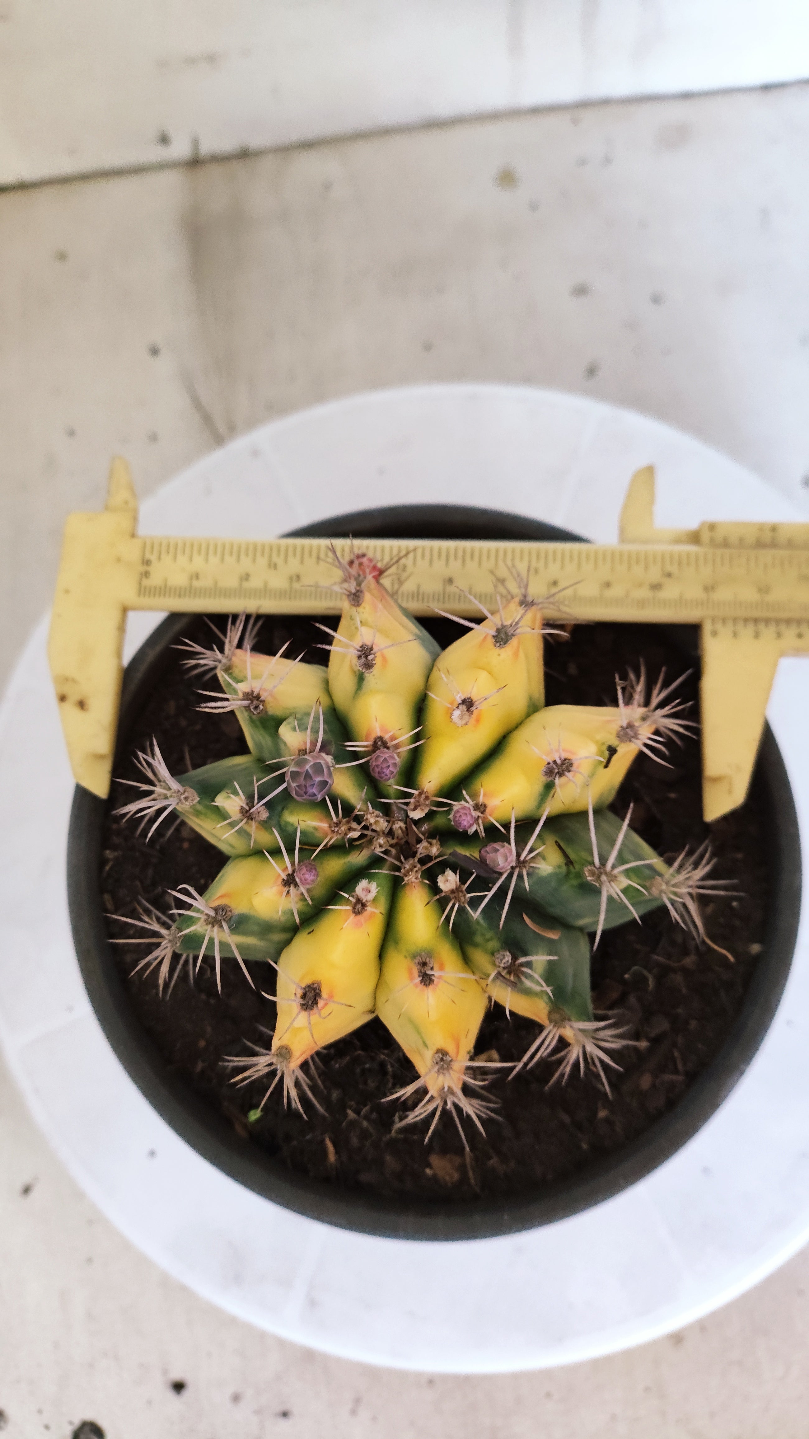 Matriz GYMNOCALYCIUM Mihanovichii Variegata Nº 610 – vaso 15