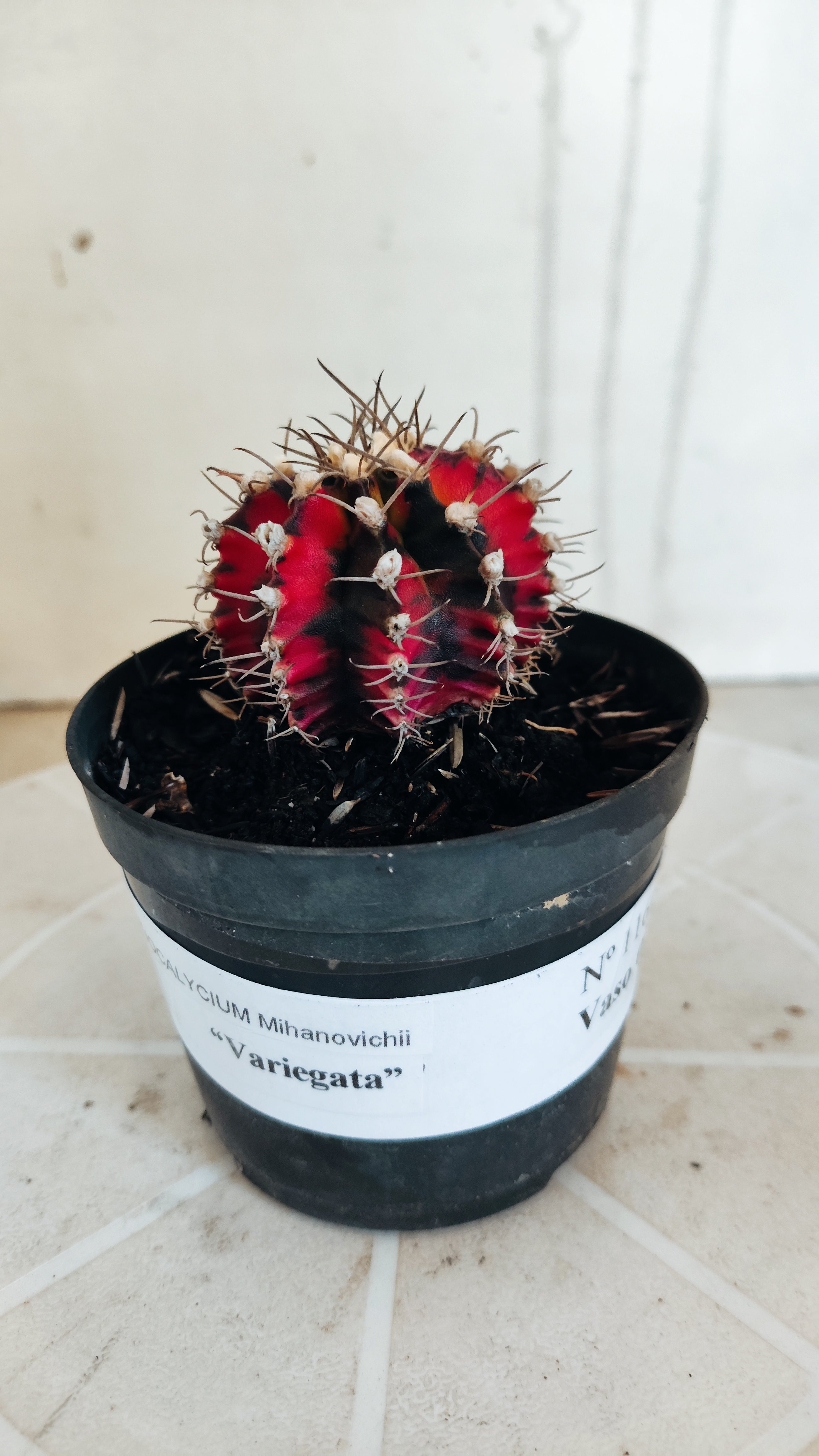 Matriz GYMNOCALYCIUM Mihanovichii Variegata Nº 1164 – vaso 09
