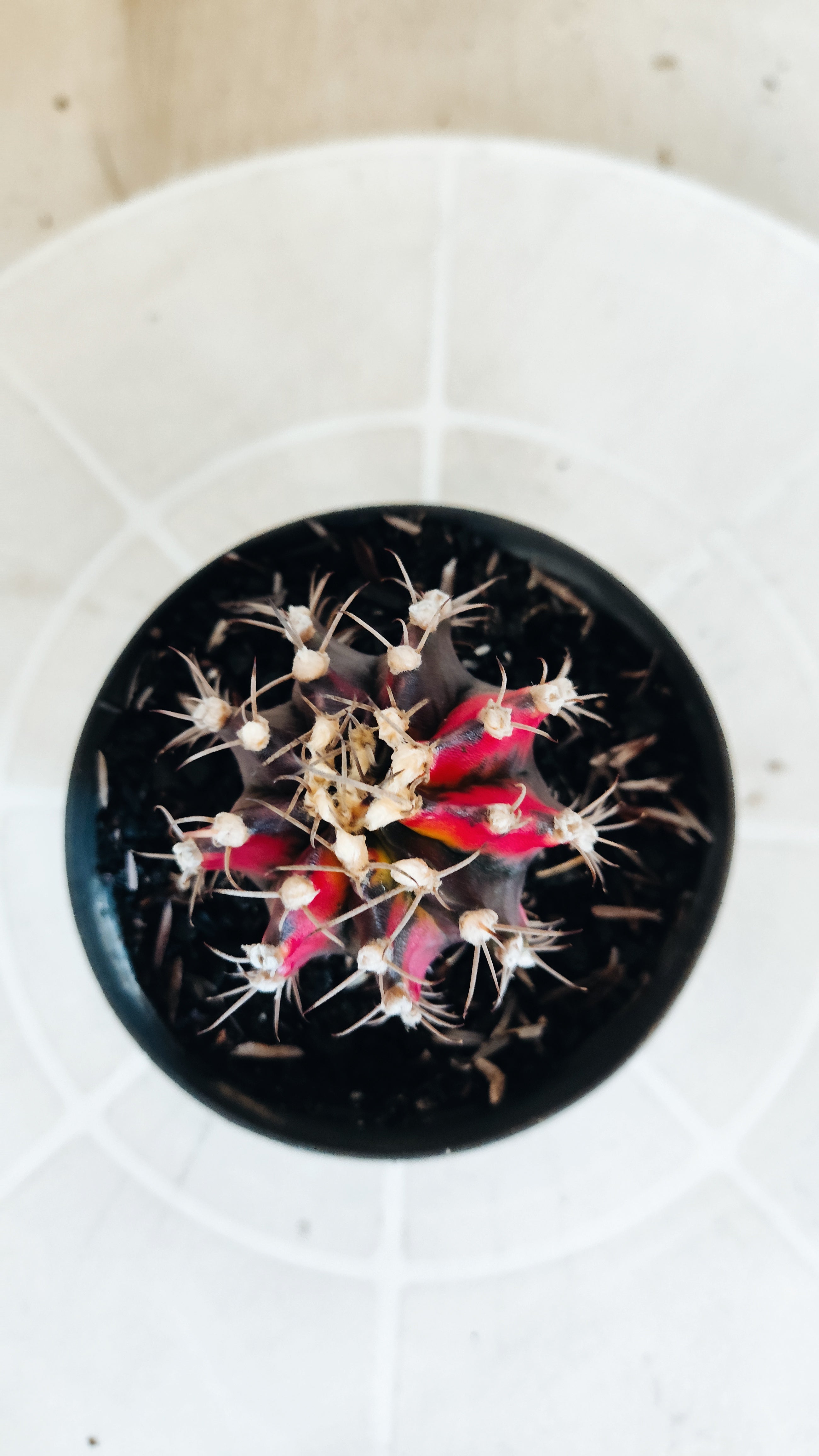 Matriz GYMNOCALYCIUM Mihanovichii Variegata Nº 1164 – vaso 09
