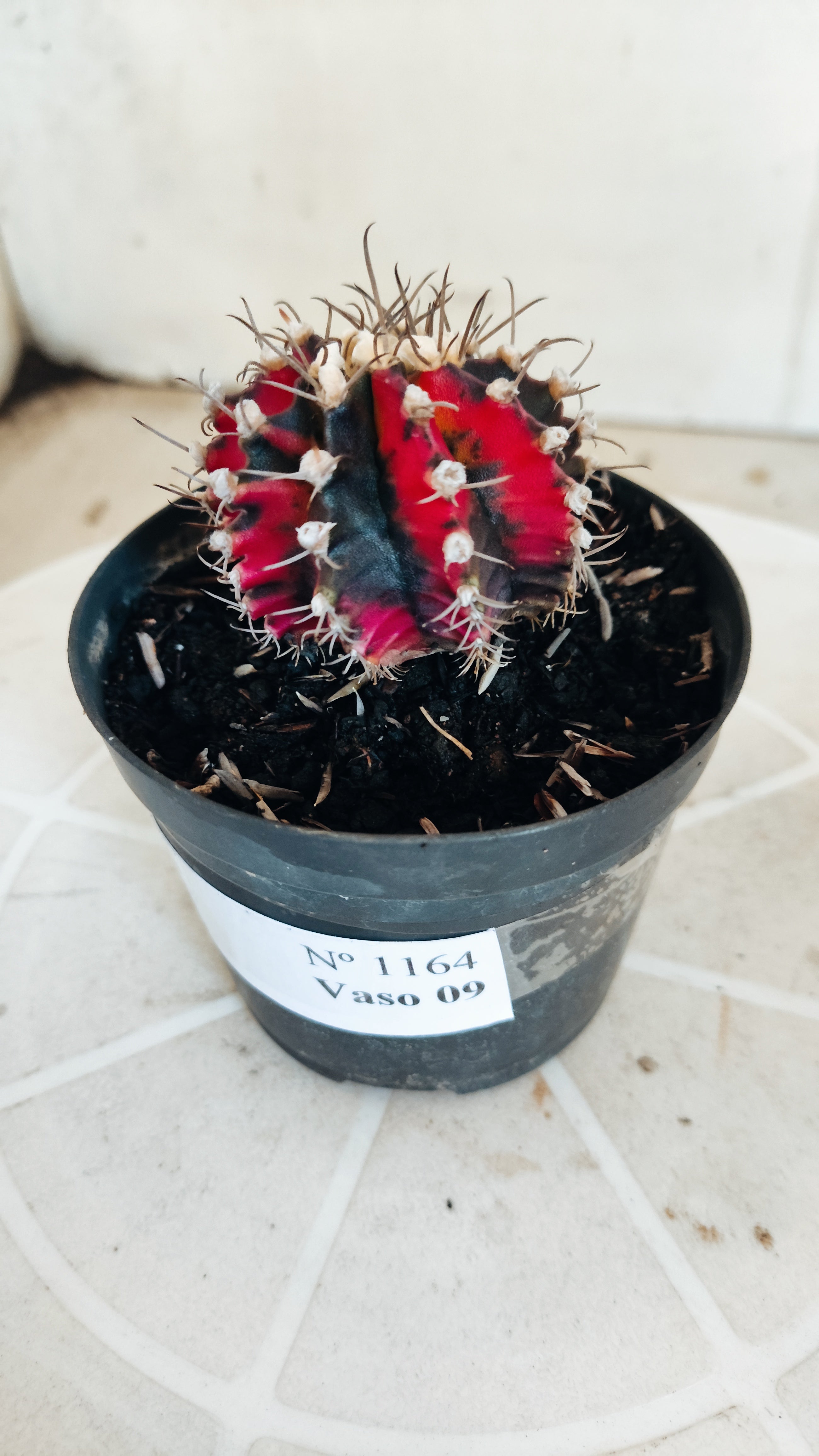 Matriz GYMNOCALYCIUM Mihanovichii Variegata Nº 1164 – vaso 09