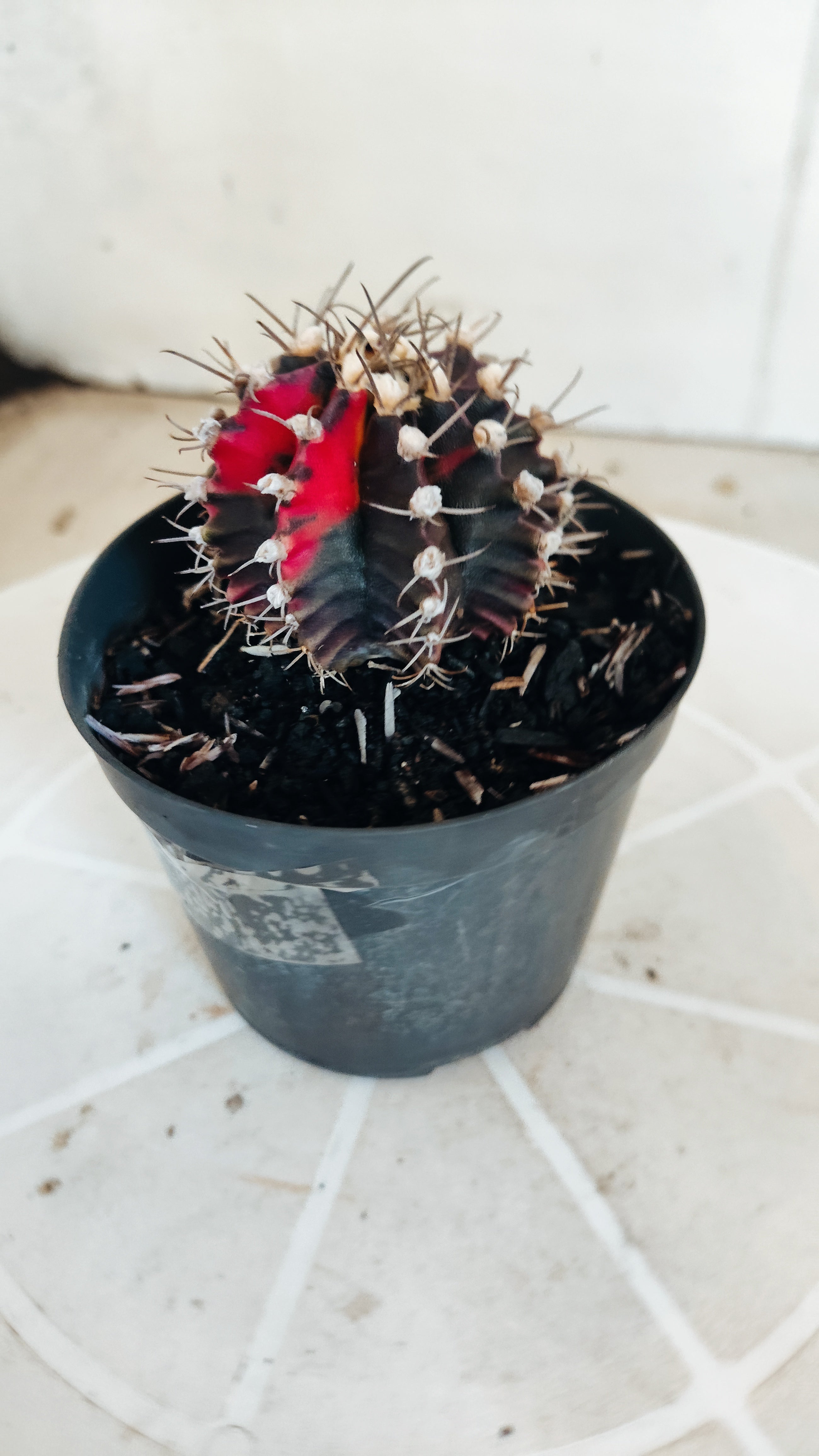 Matriz GYMNOCALYCIUM Mihanovichii Variegata Nº 1164 – vaso 09