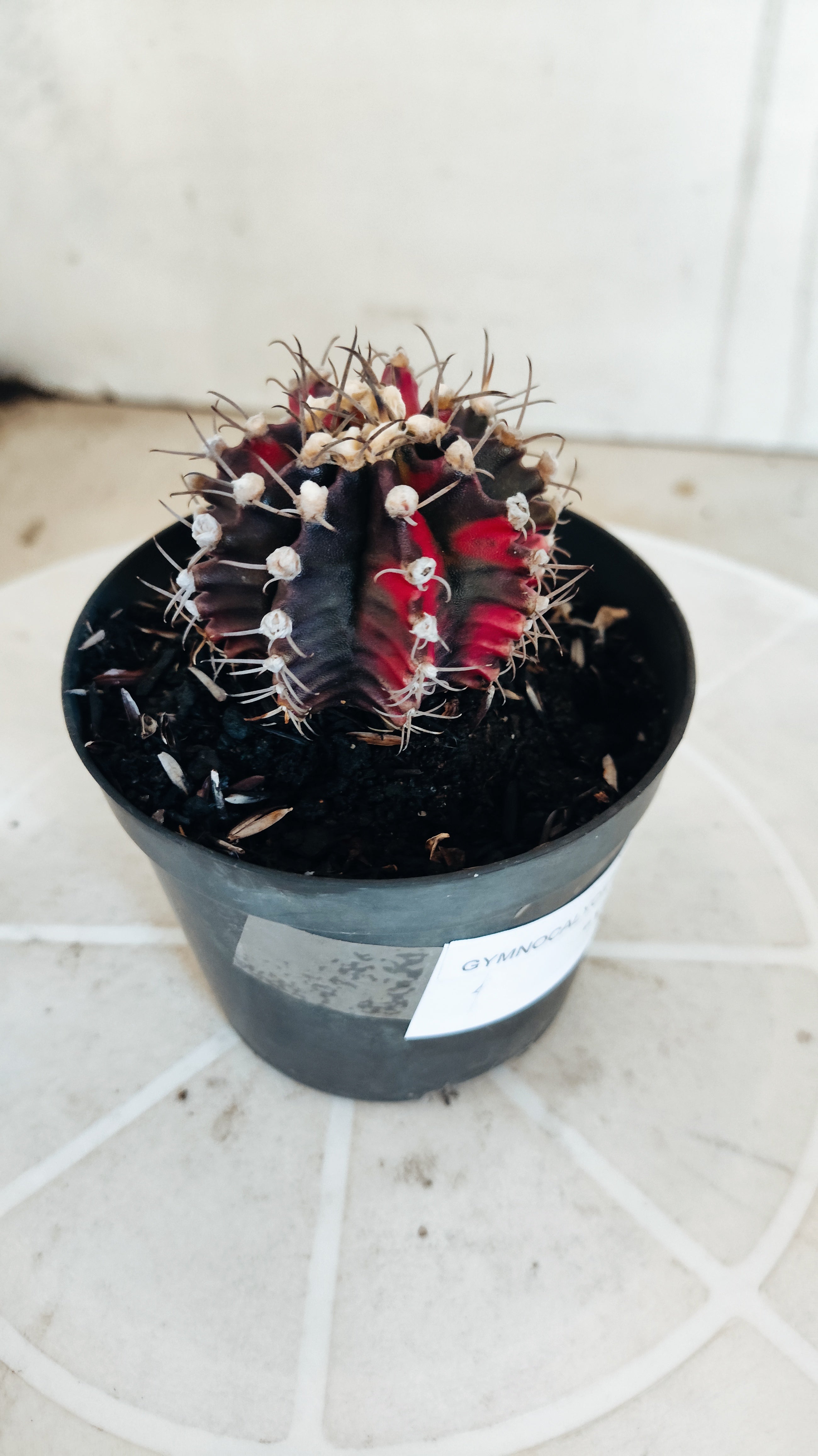 Matriz GYMNOCALYCIUM Mihanovichii Variegata Nº 1164 – vaso 09