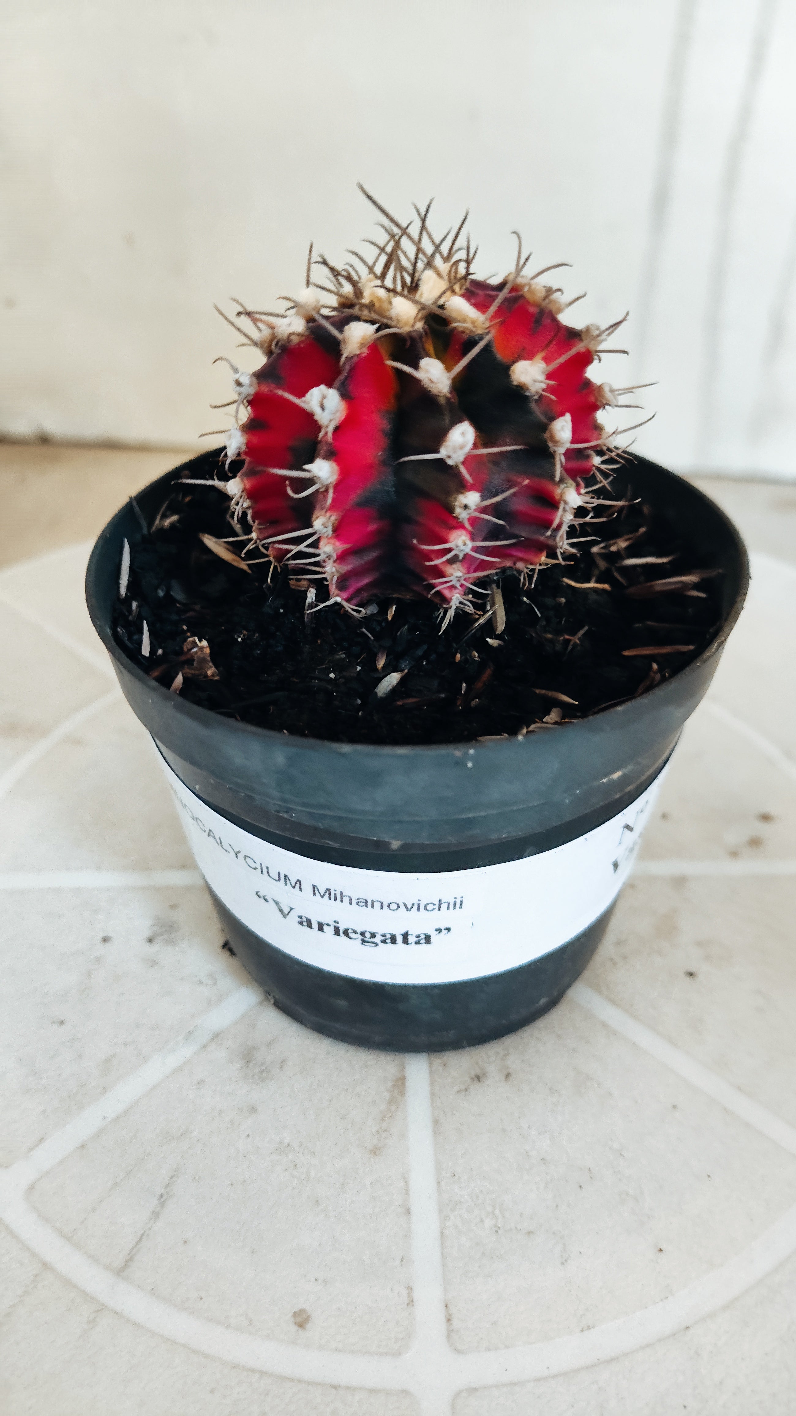 Matriz GYMNOCALYCIUM Mihanovichii Variegata Nº 1164 – vaso 09