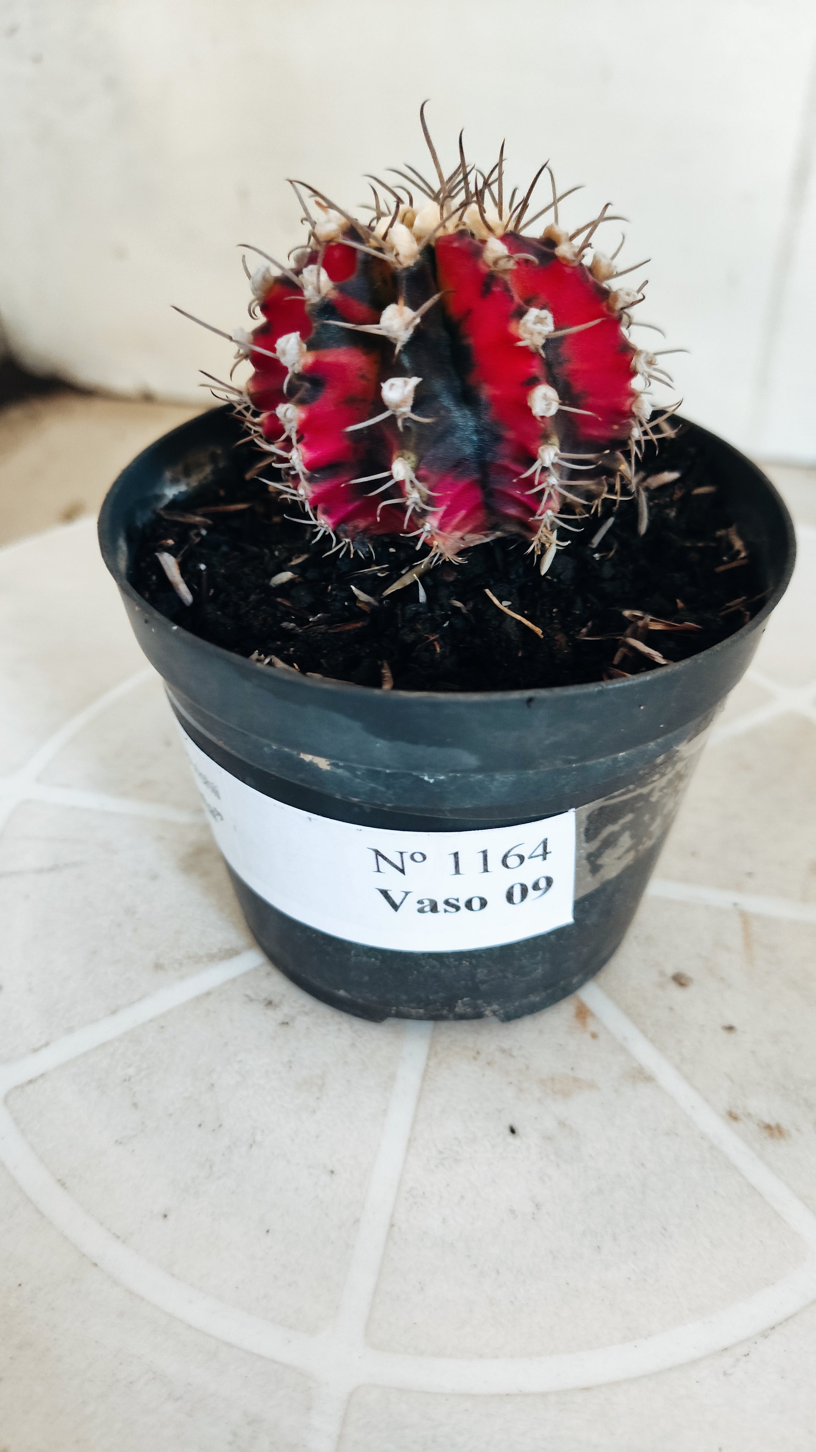 Matriz GYMNOCALYCIUM Mihanovichii Variegata Nº 1164 – vaso 09