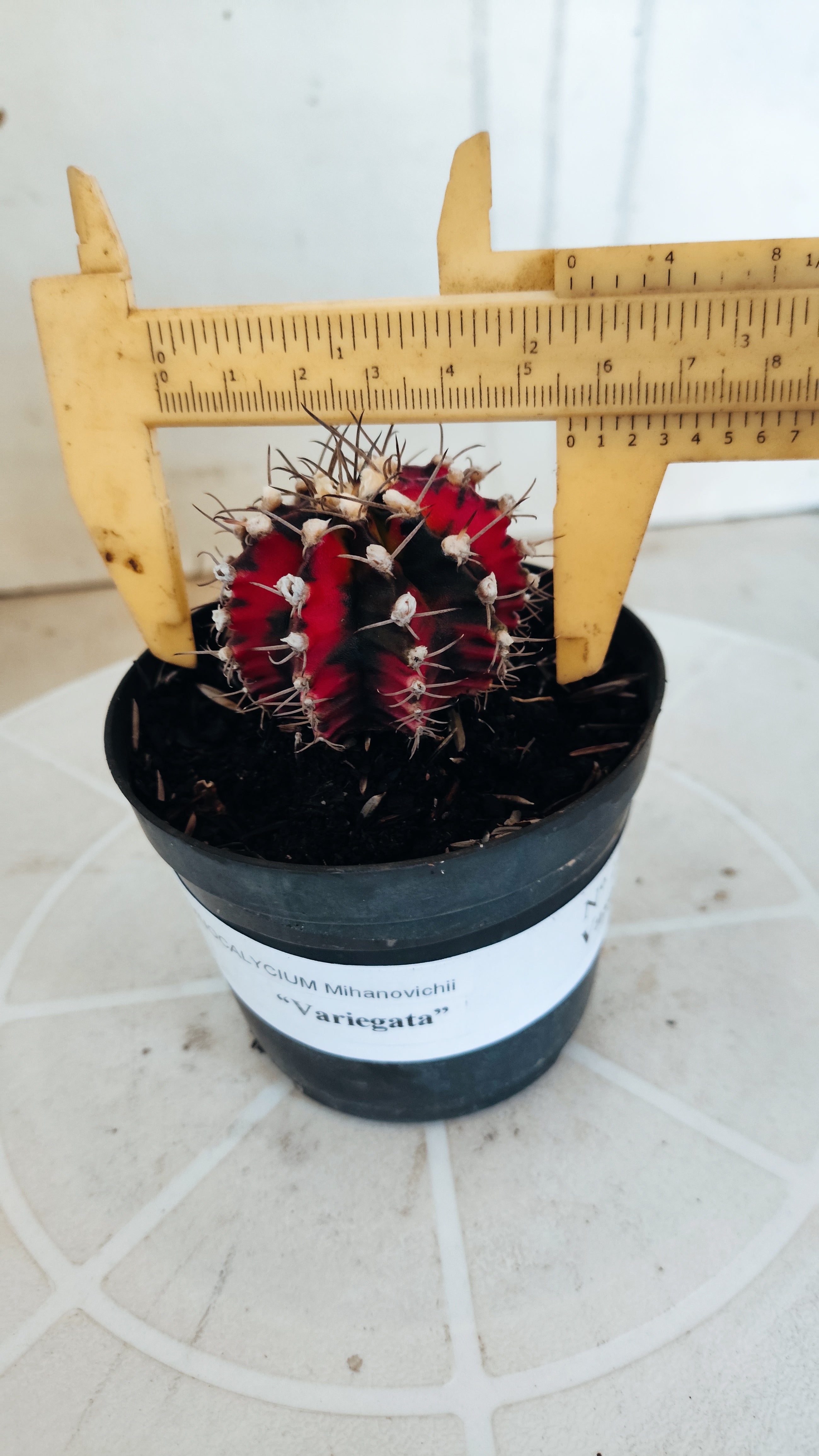 Matriz GYMNOCALYCIUM Mihanovichii Variegata Nº 1164 – vaso 09
