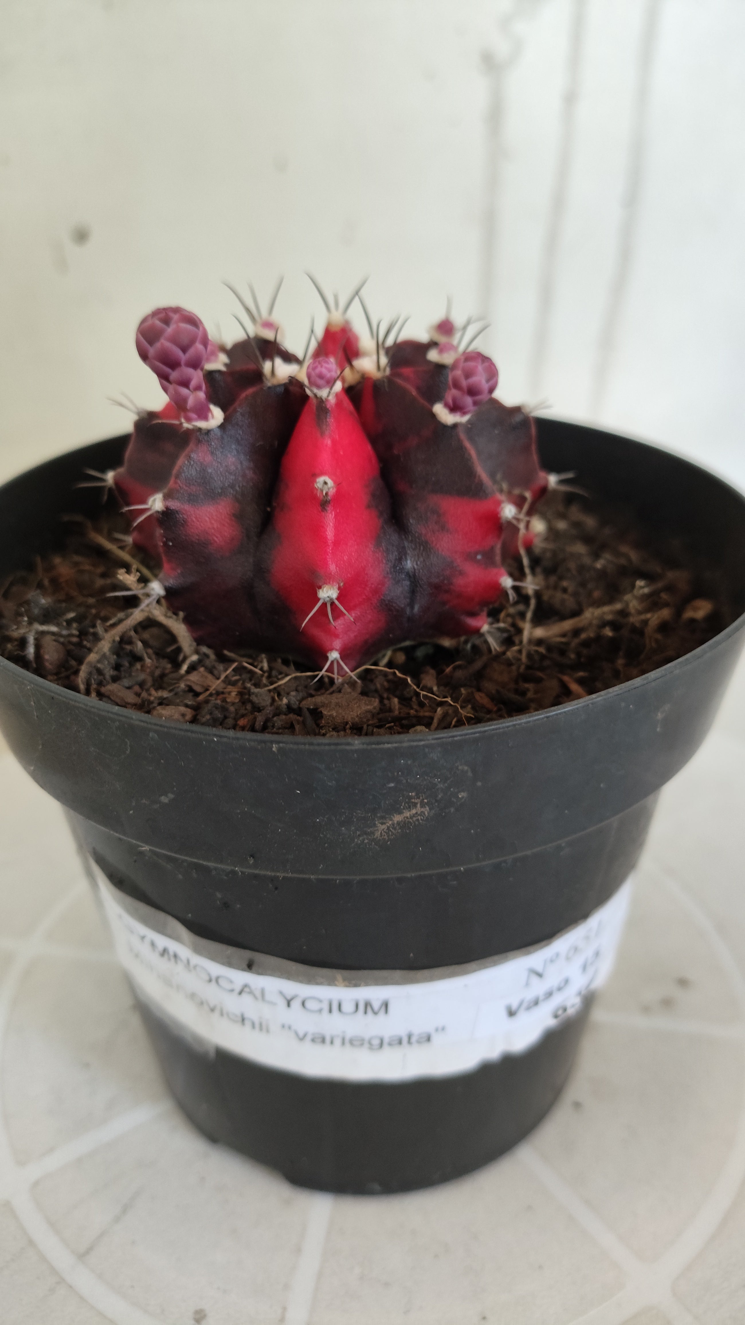 Matriz GYMNOCALYCIUM Mihanovichii Variegata Nº 651 – vaso 15