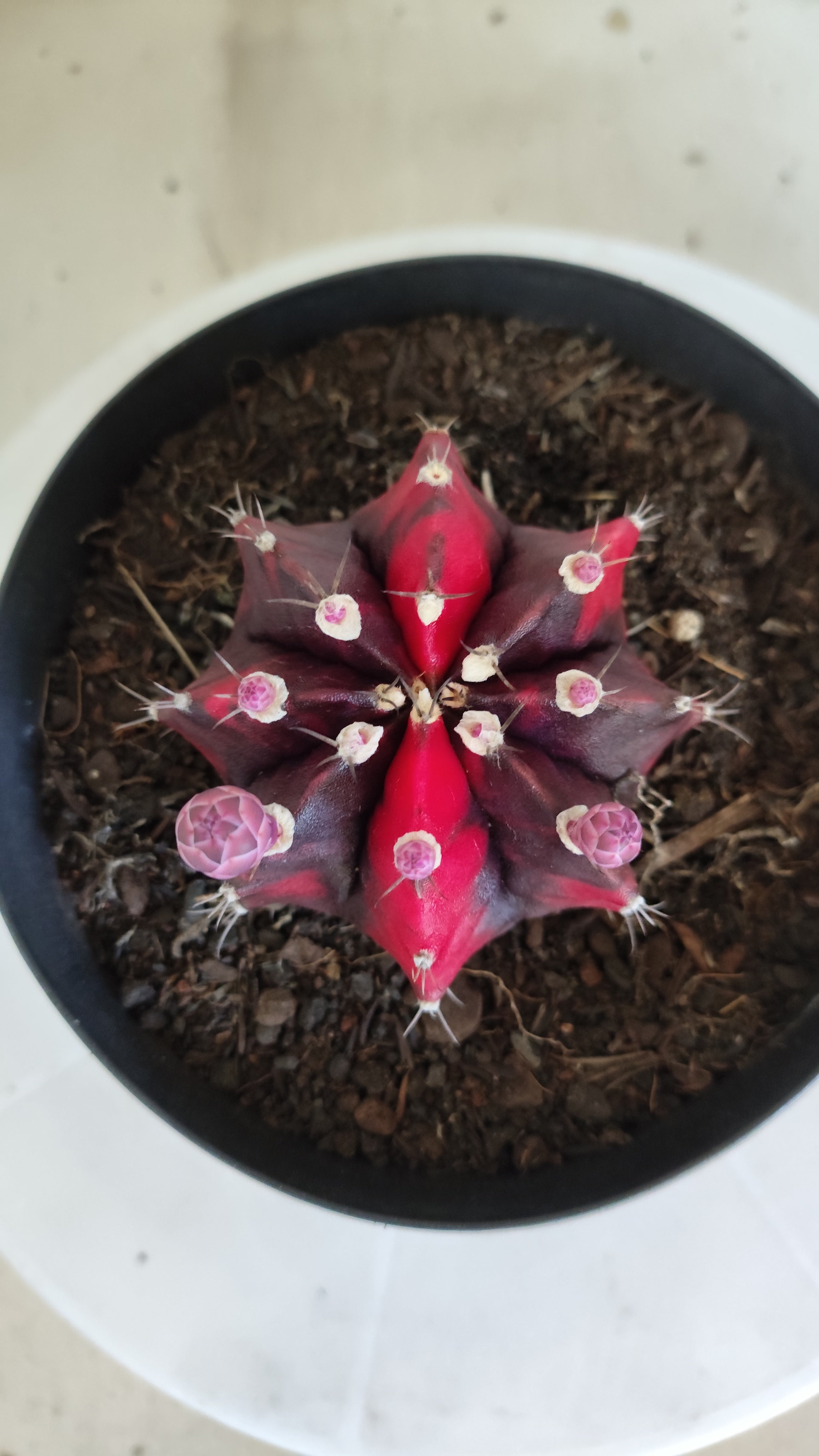 Matriz GYMNOCALYCIUM Mihanovichii Variegata Nº 651 – vaso 15