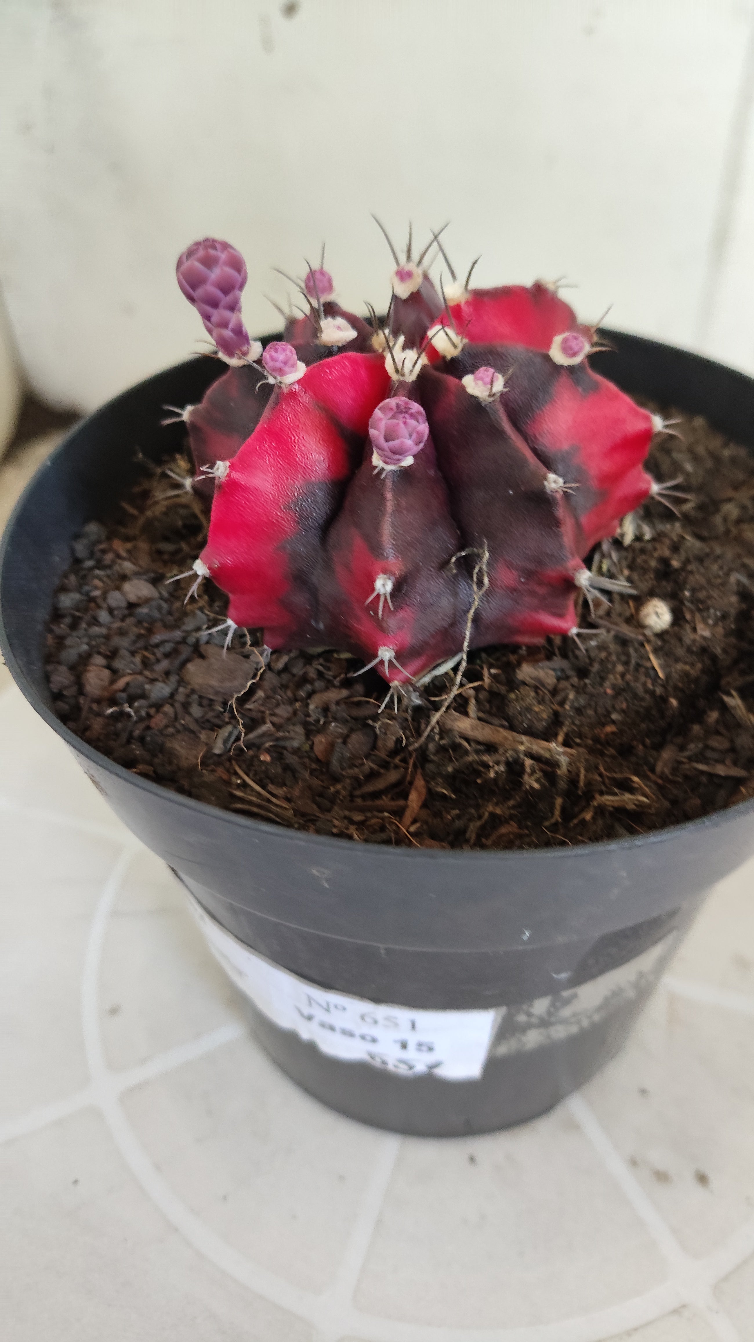 Matriz GYMNOCALYCIUM Mihanovichii Variegata Nº 651 – vaso 15