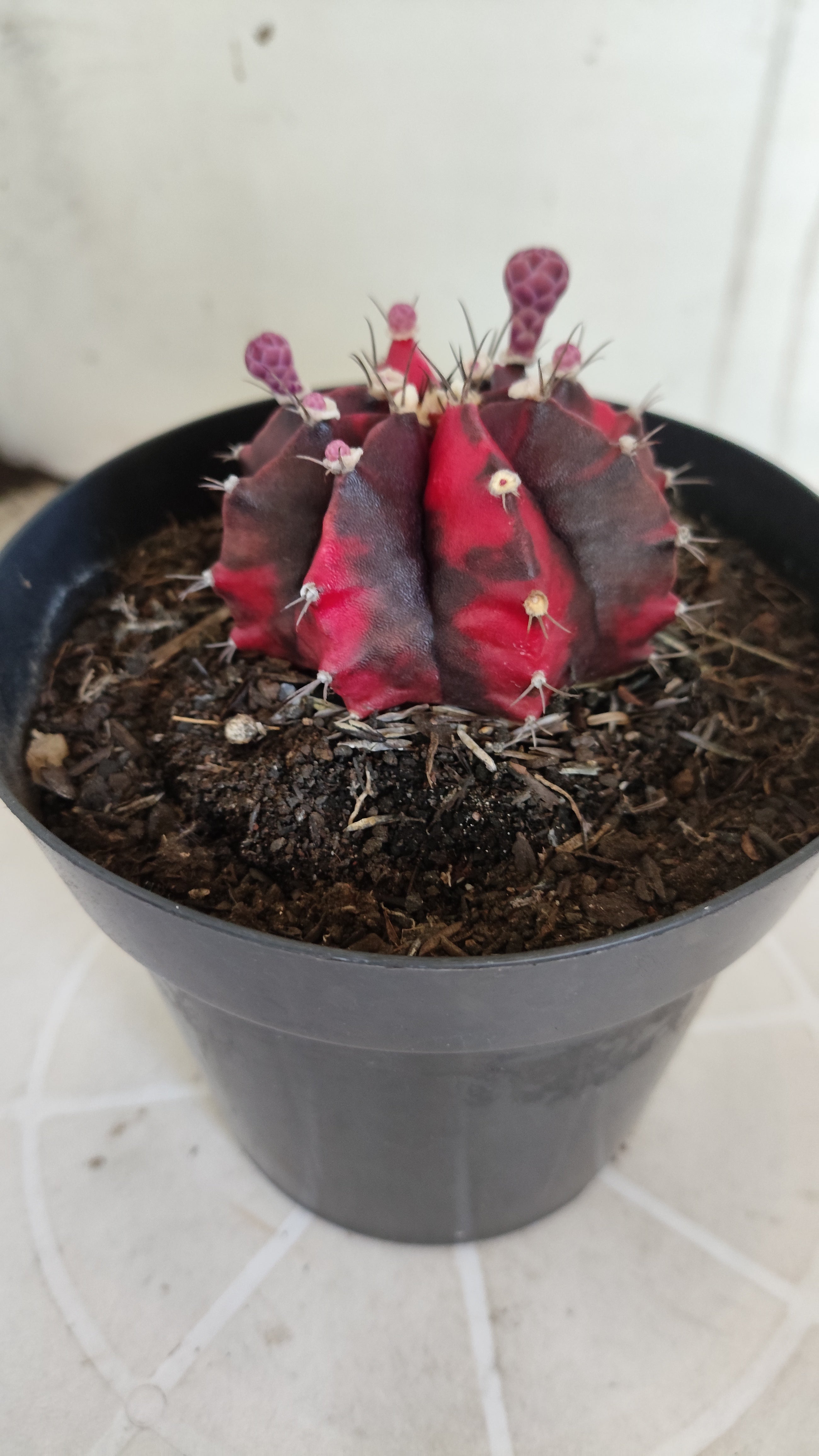 Matriz GYMNOCALYCIUM Mihanovichii Variegata Nº 651 – vaso 15