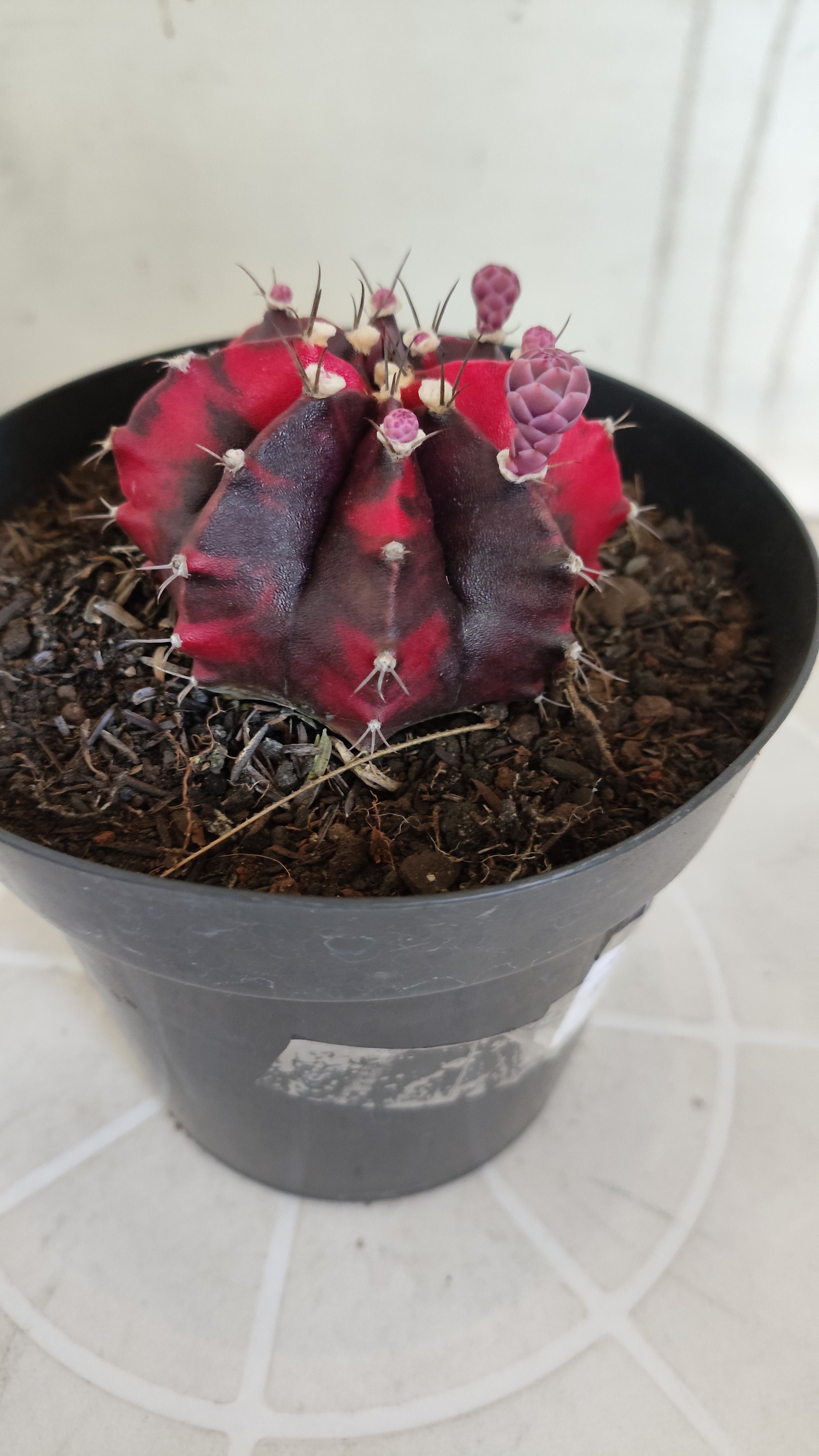 Matriz GYMNOCALYCIUM Mihanovichii Variegata Nº 651 – vaso 15