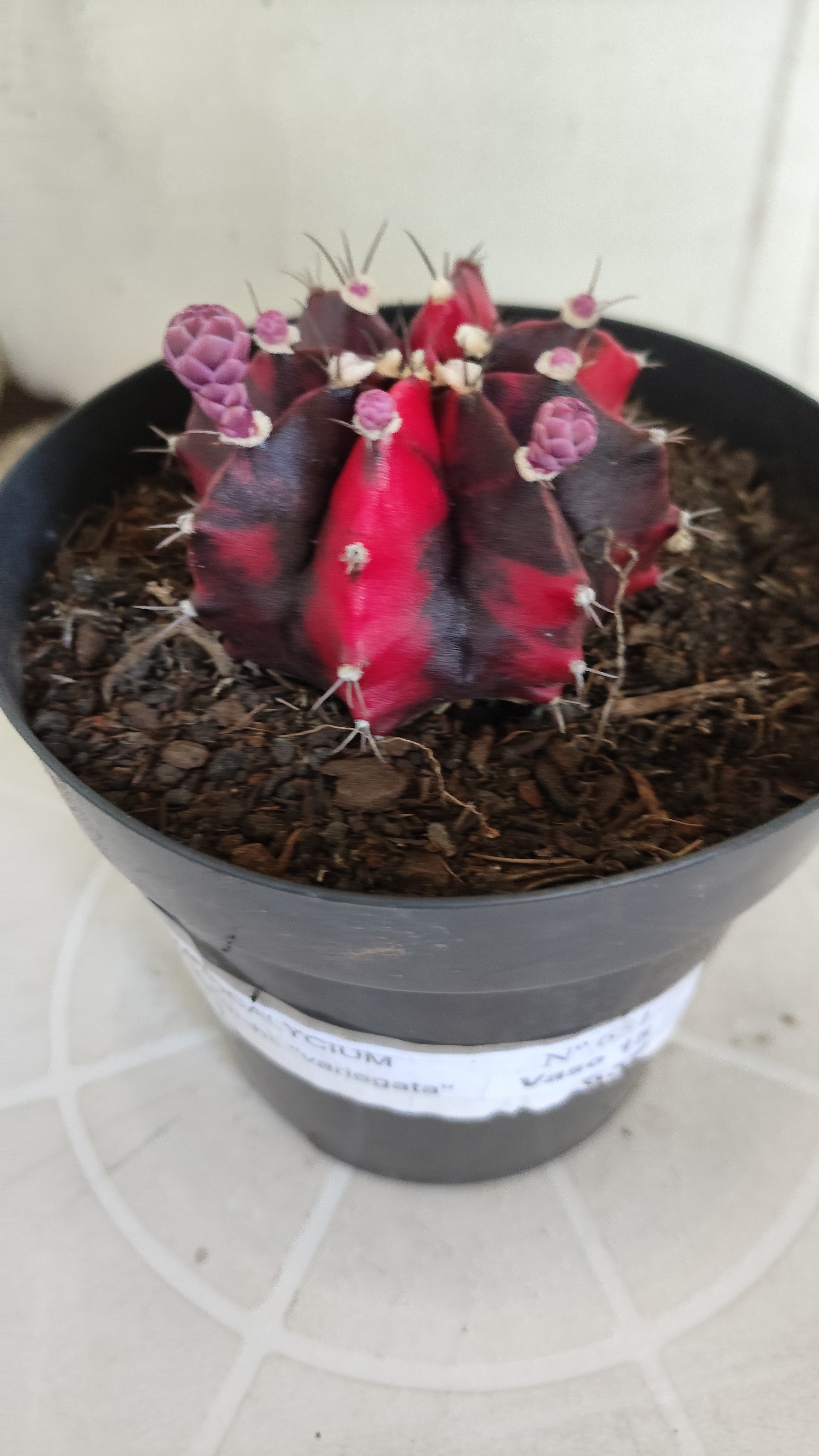 Matriz GYMNOCALYCIUM Mihanovichii Variegata Nº 651 – vaso 15