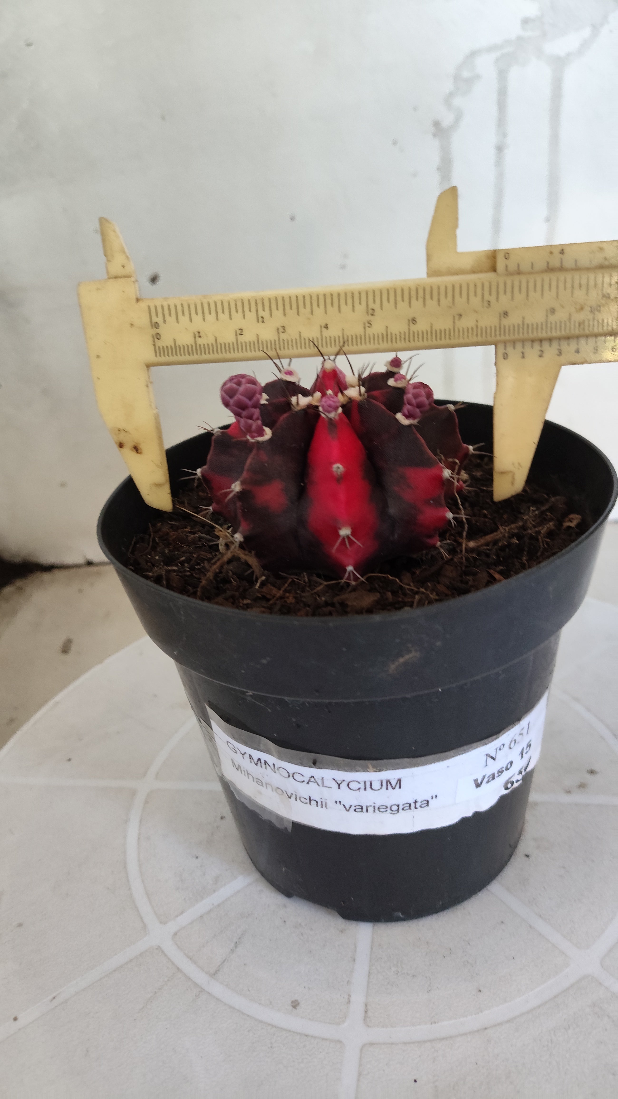 Matriz GYMNOCALYCIUM Mihanovichii Variegata Nº 651 – vaso 15