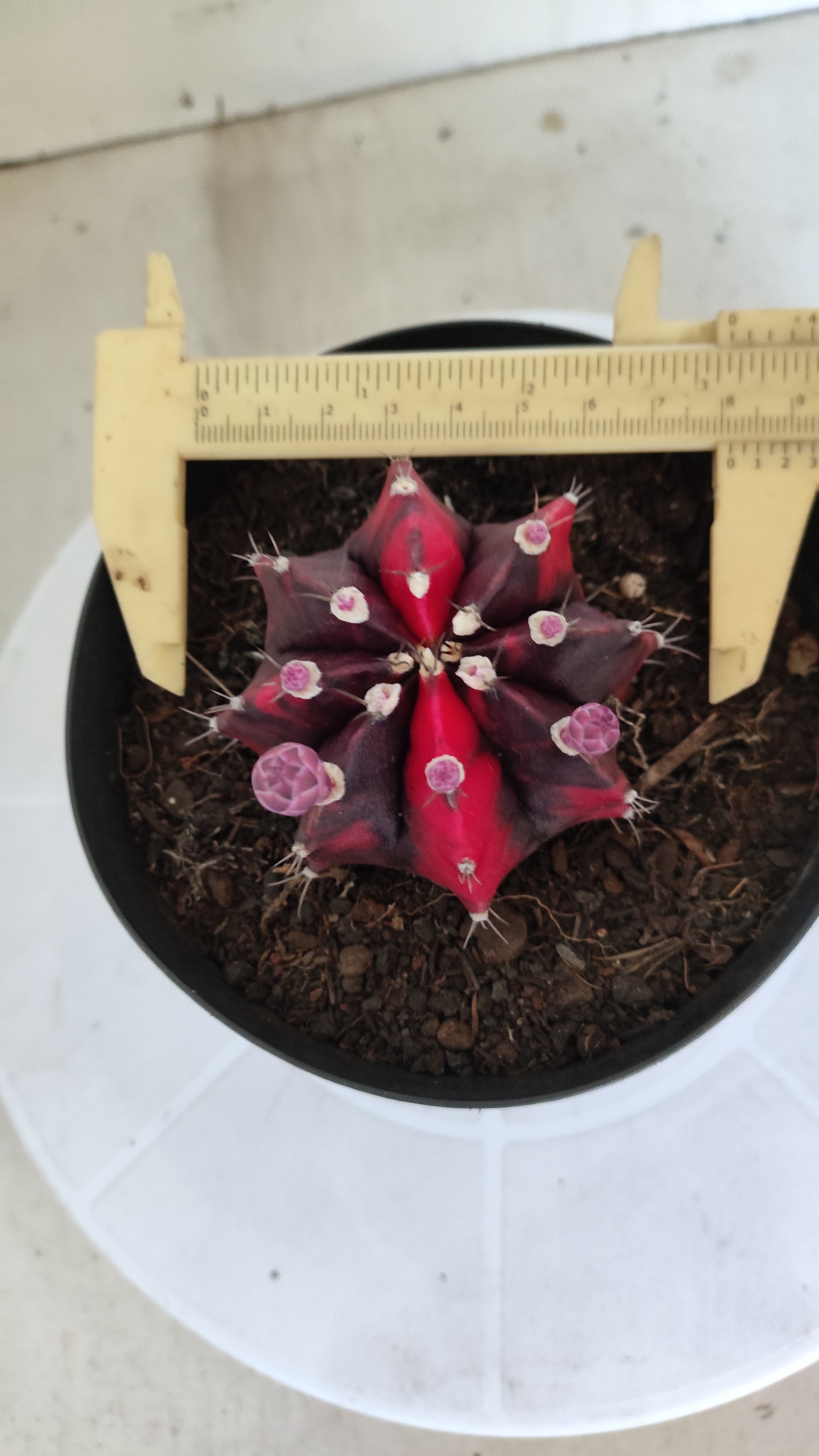 Matriz GYMNOCALYCIUM Mihanovichii Variegata Nº 651 – vaso 15