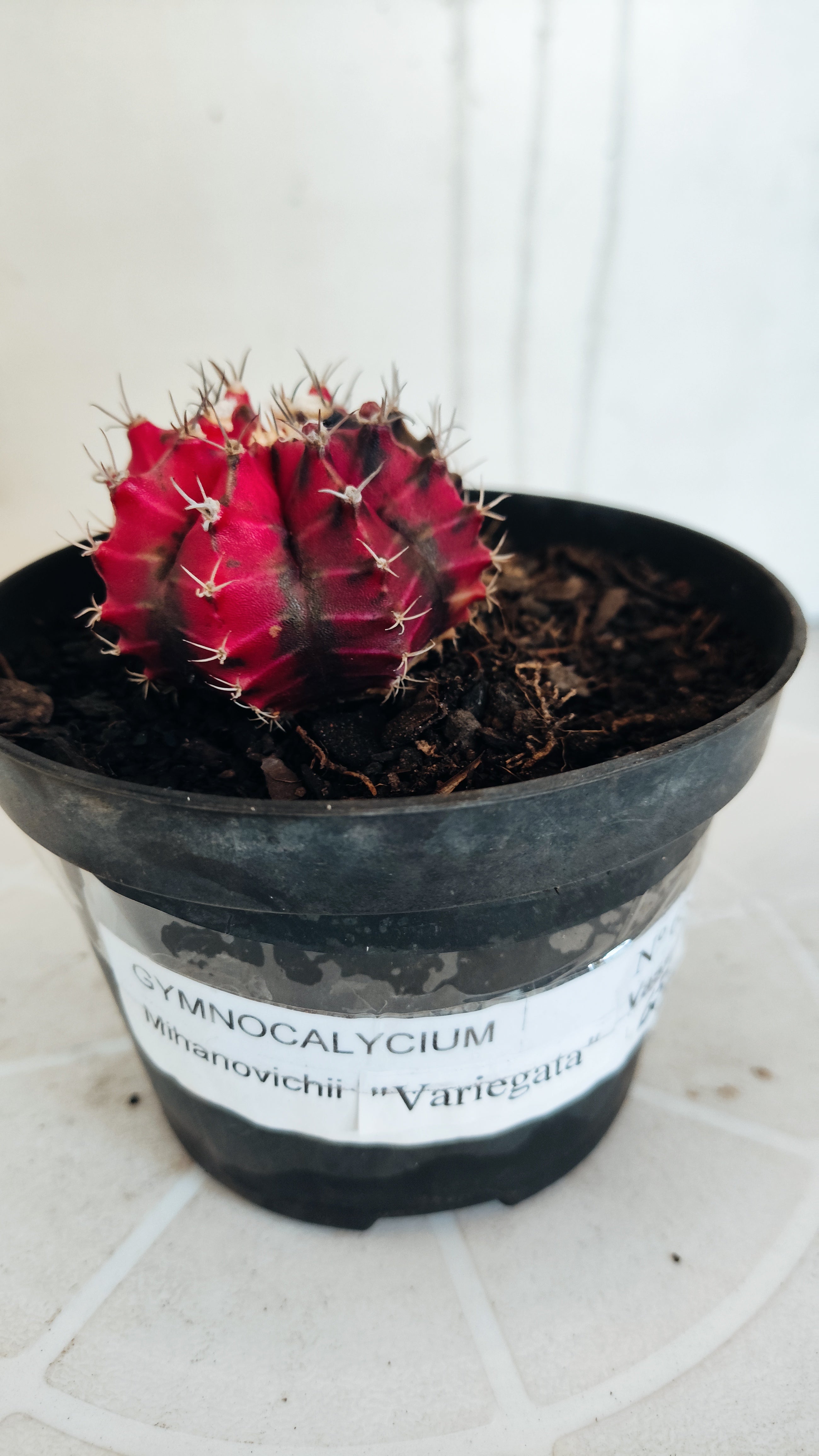 Matriz GYMNOCALYCIUM Mihanovichii Variegata Nº 655 – vaso 11