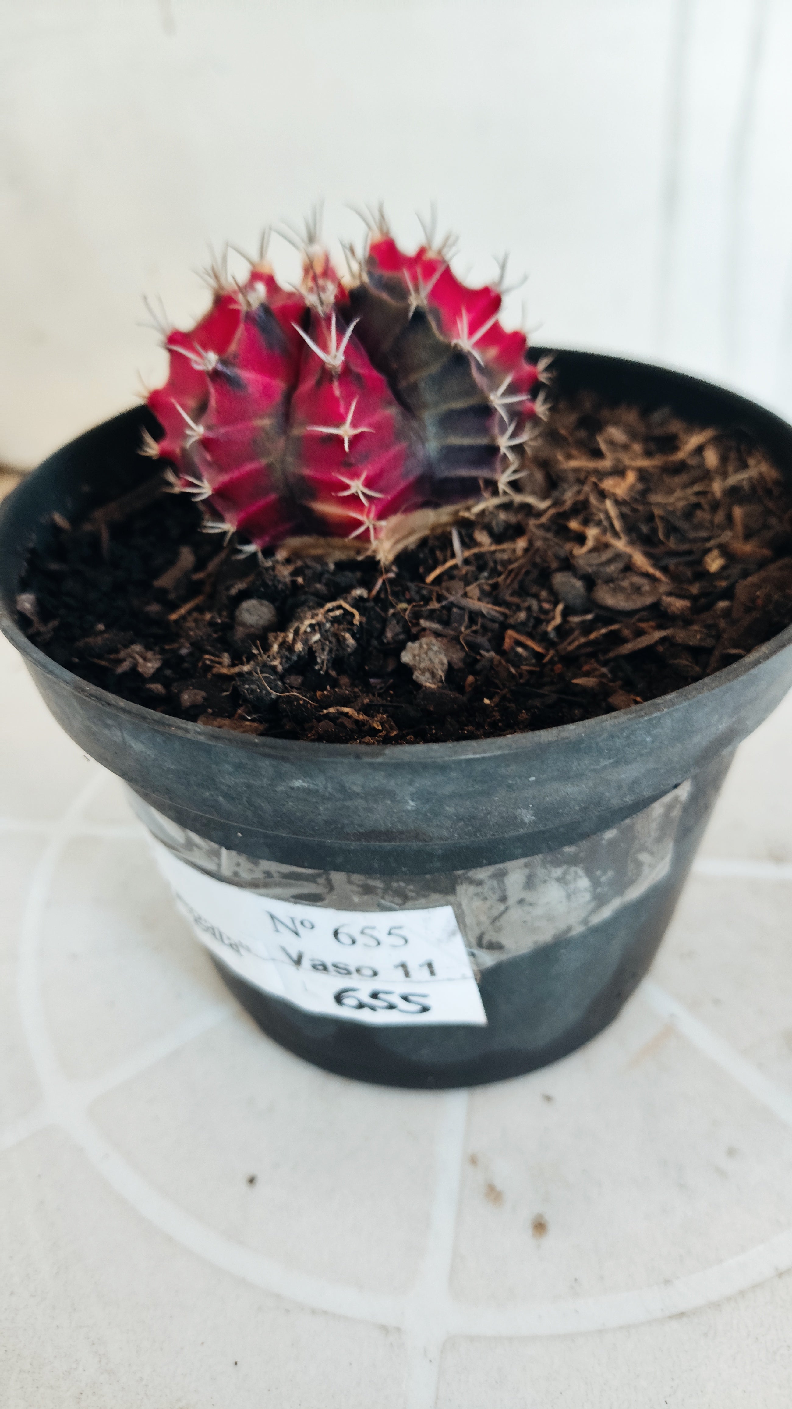 Matriz GYMNOCALYCIUM Mihanovichii Variegata Nº 655 – vaso 11