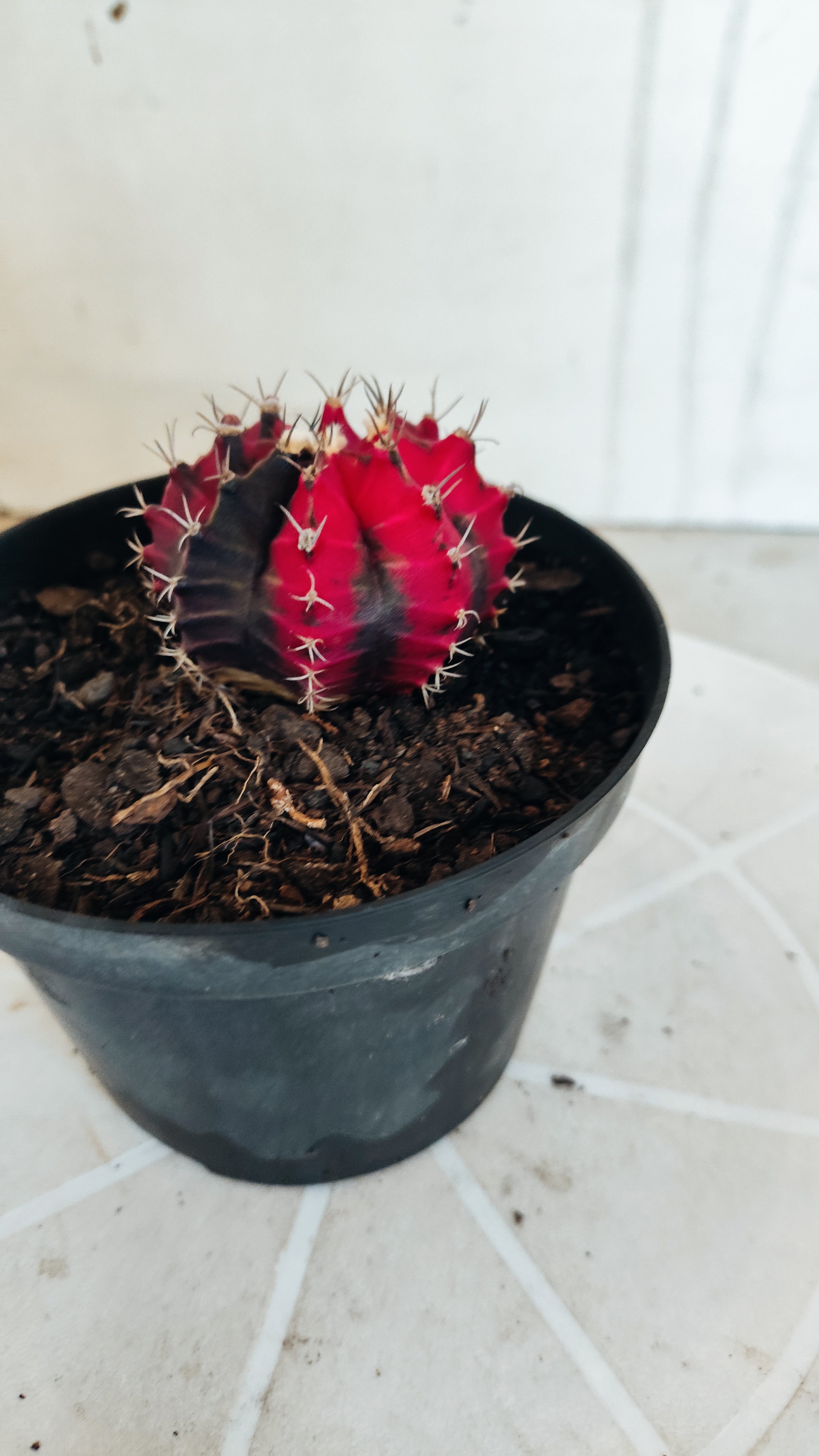 Matriz GYMNOCALYCIUM Mihanovichii Variegata Nº 655 – vaso 11