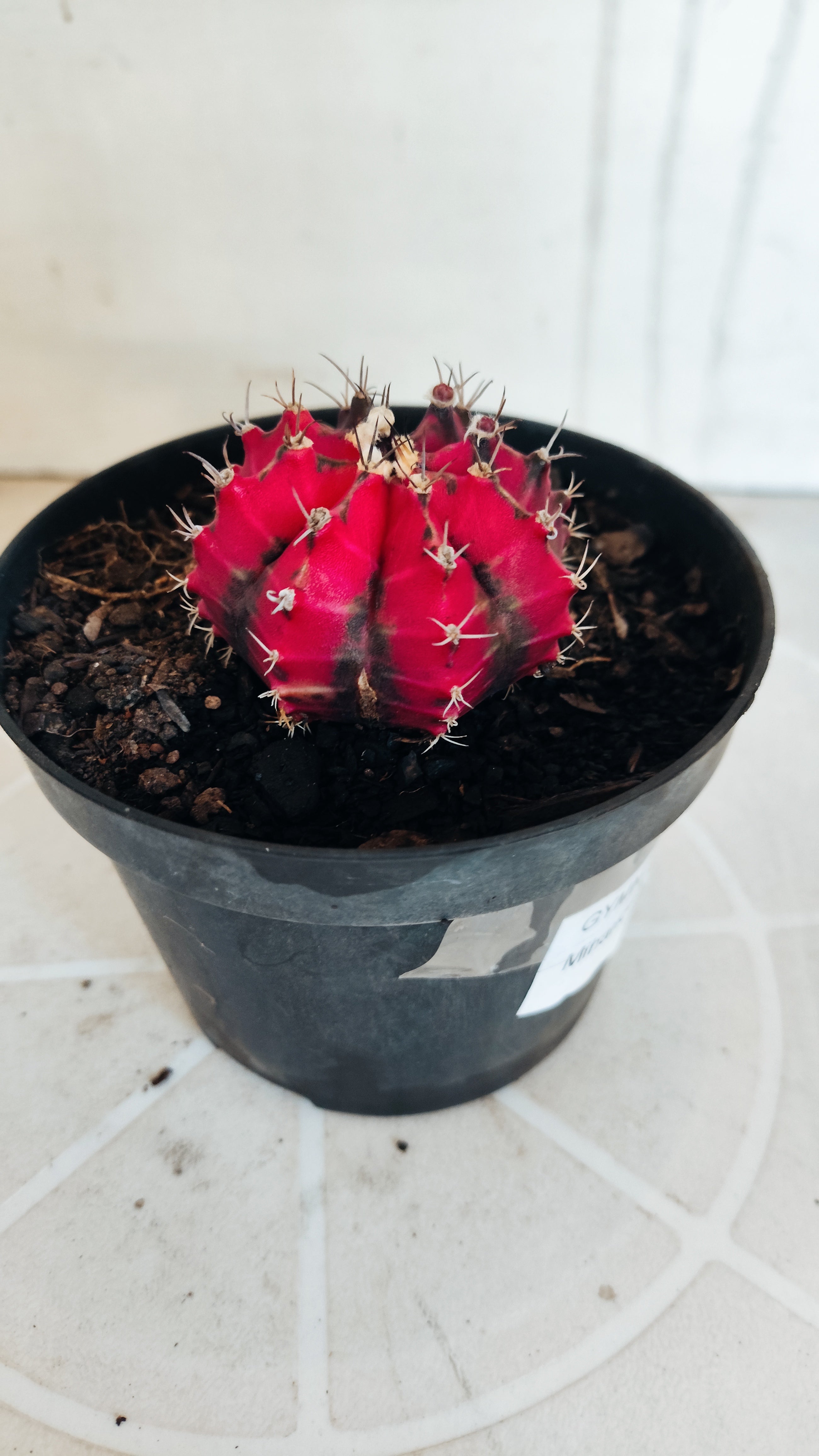 Matriz GYMNOCALYCIUM Mihanovichii Variegata Nº 655 – vaso 11