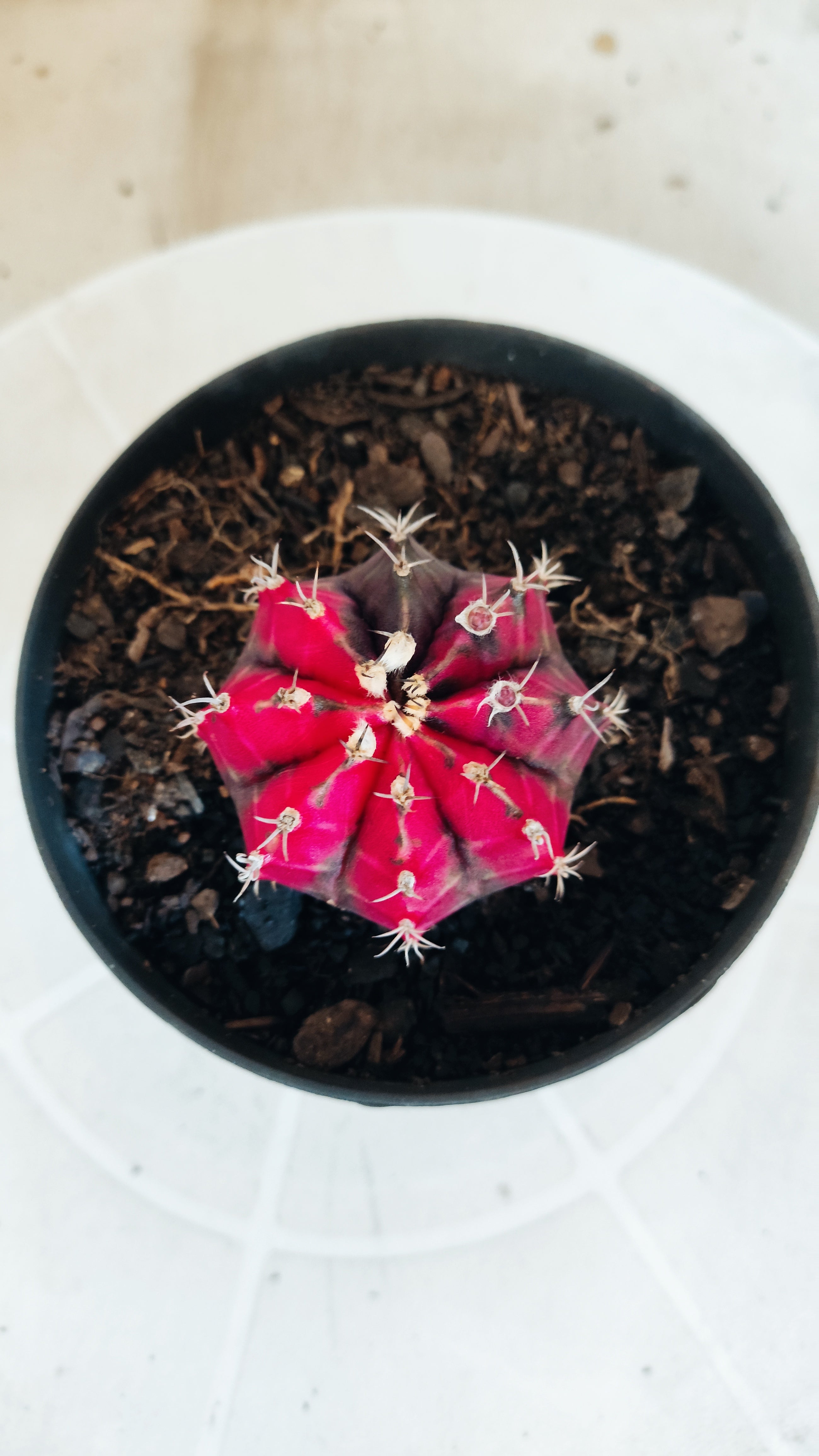 Matriz GYMNOCALYCIUM Mihanovichii Variegata Nº 655 – vaso 11