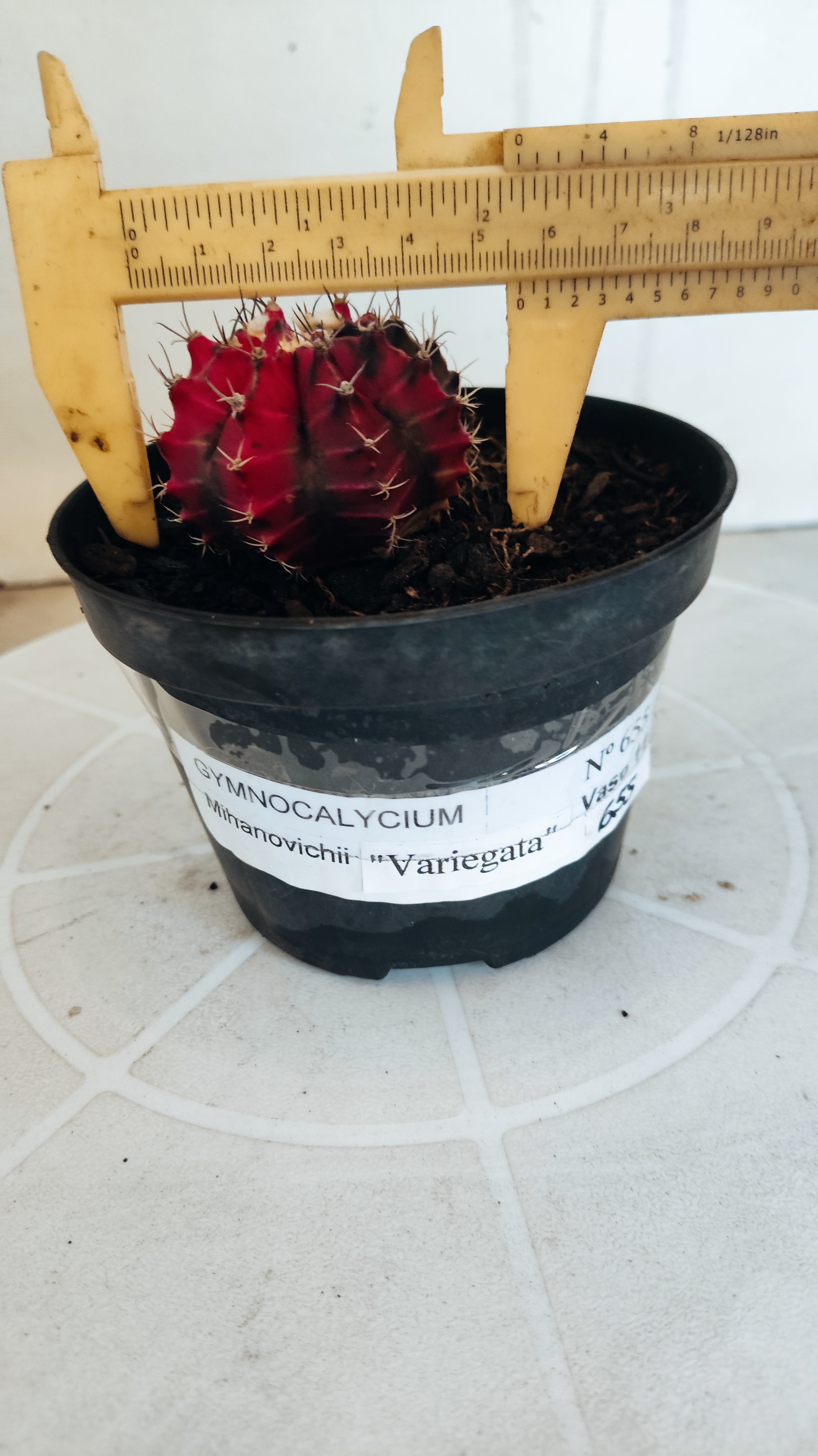 Matriz GYMNOCALYCIUM Mihanovichii Variegata Nº 655 – vaso 11
