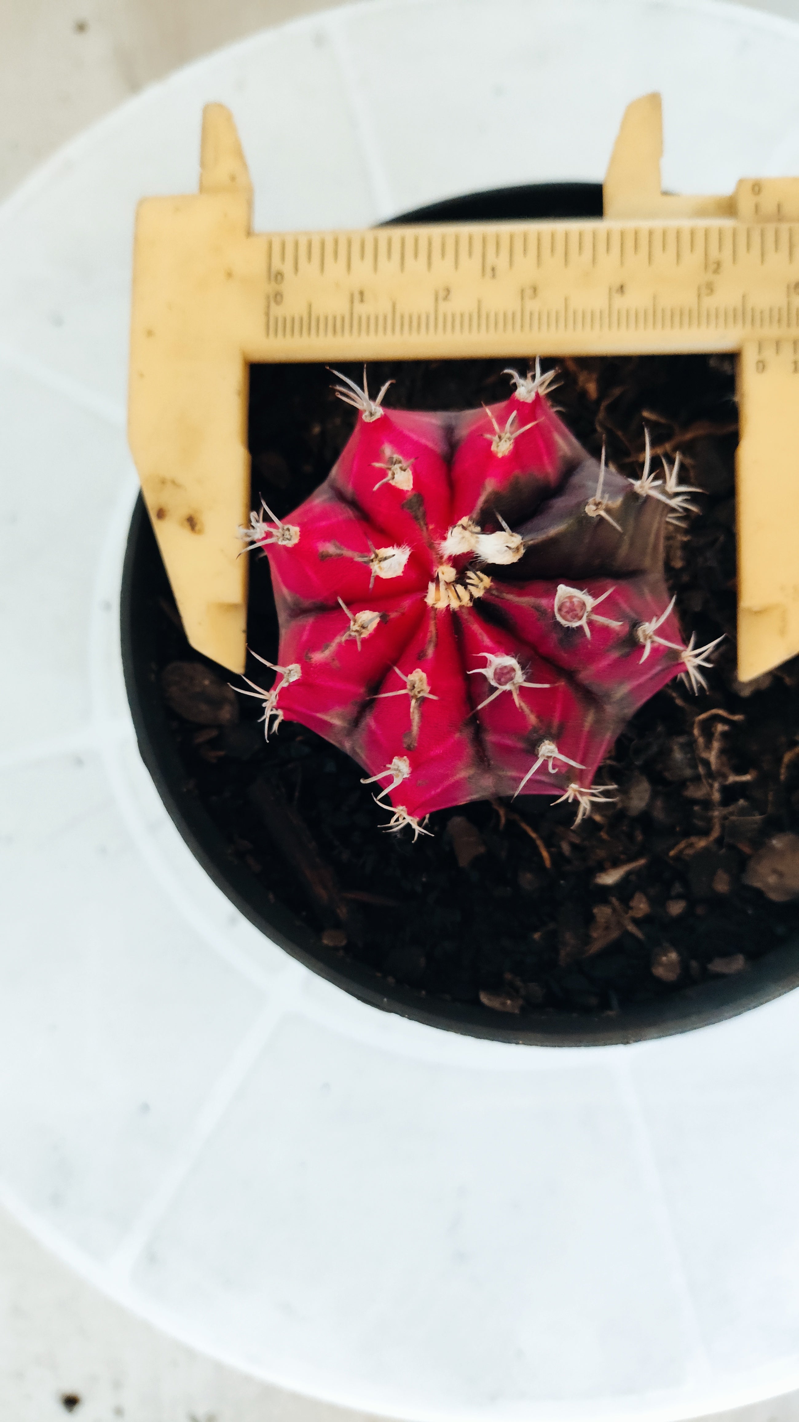 Matriz GYMNOCALYCIUM Mihanovichii Variegata Nº 655 – vaso 11