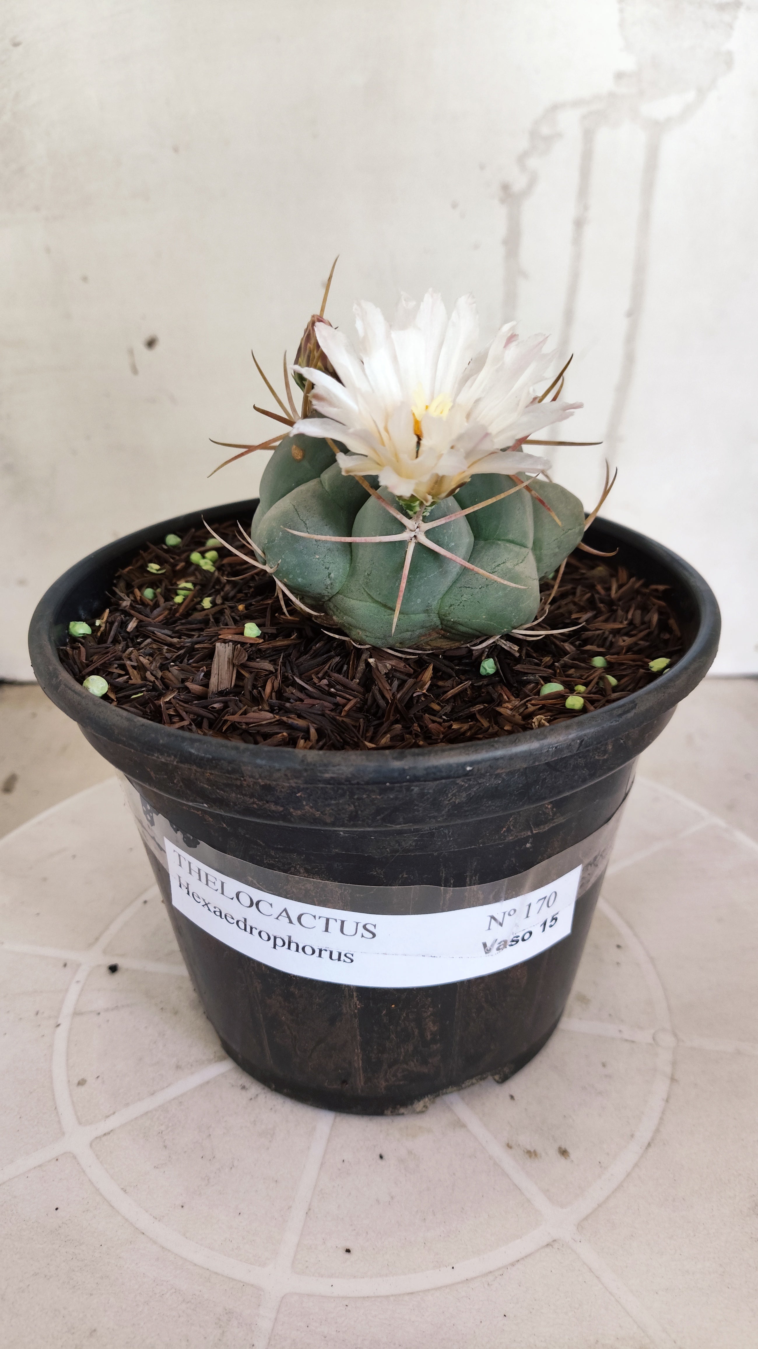 MATRIZ THELOCACTUS Hexaedrophorus Nº 170 – VASO 15