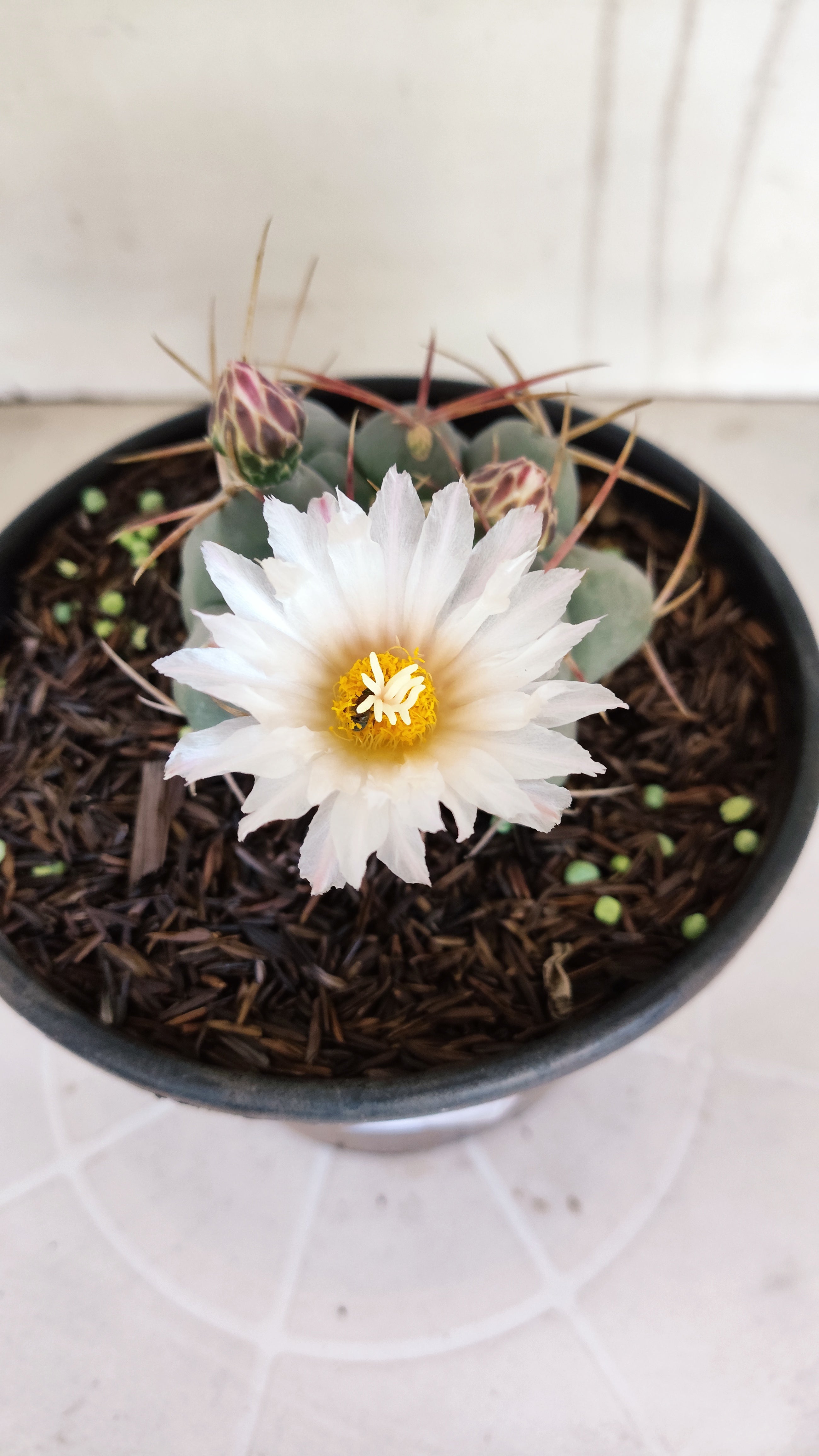 MATRIZ THELOCACTUS Hexaedrophorus Nº 170 – VASO 15