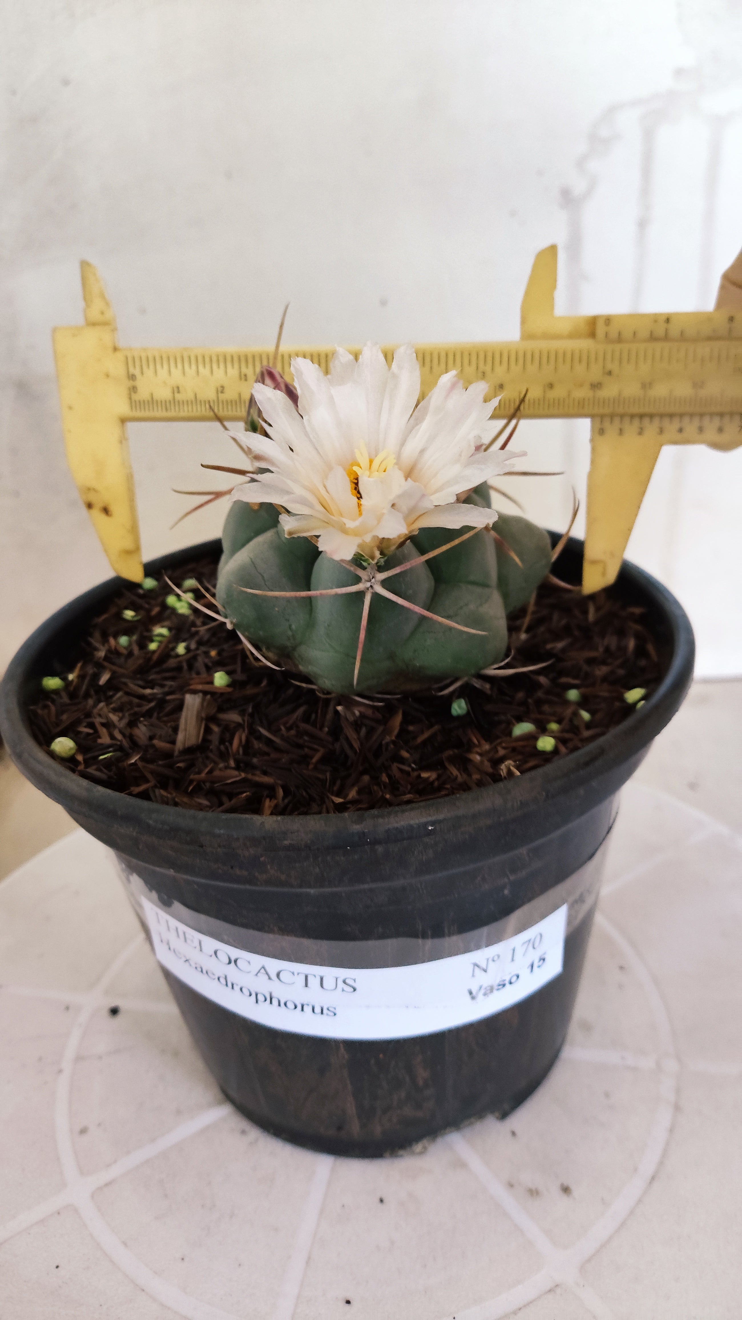 MATRIZ THELOCACTUS Hexaedrophorus Nº 170 – VASO 15