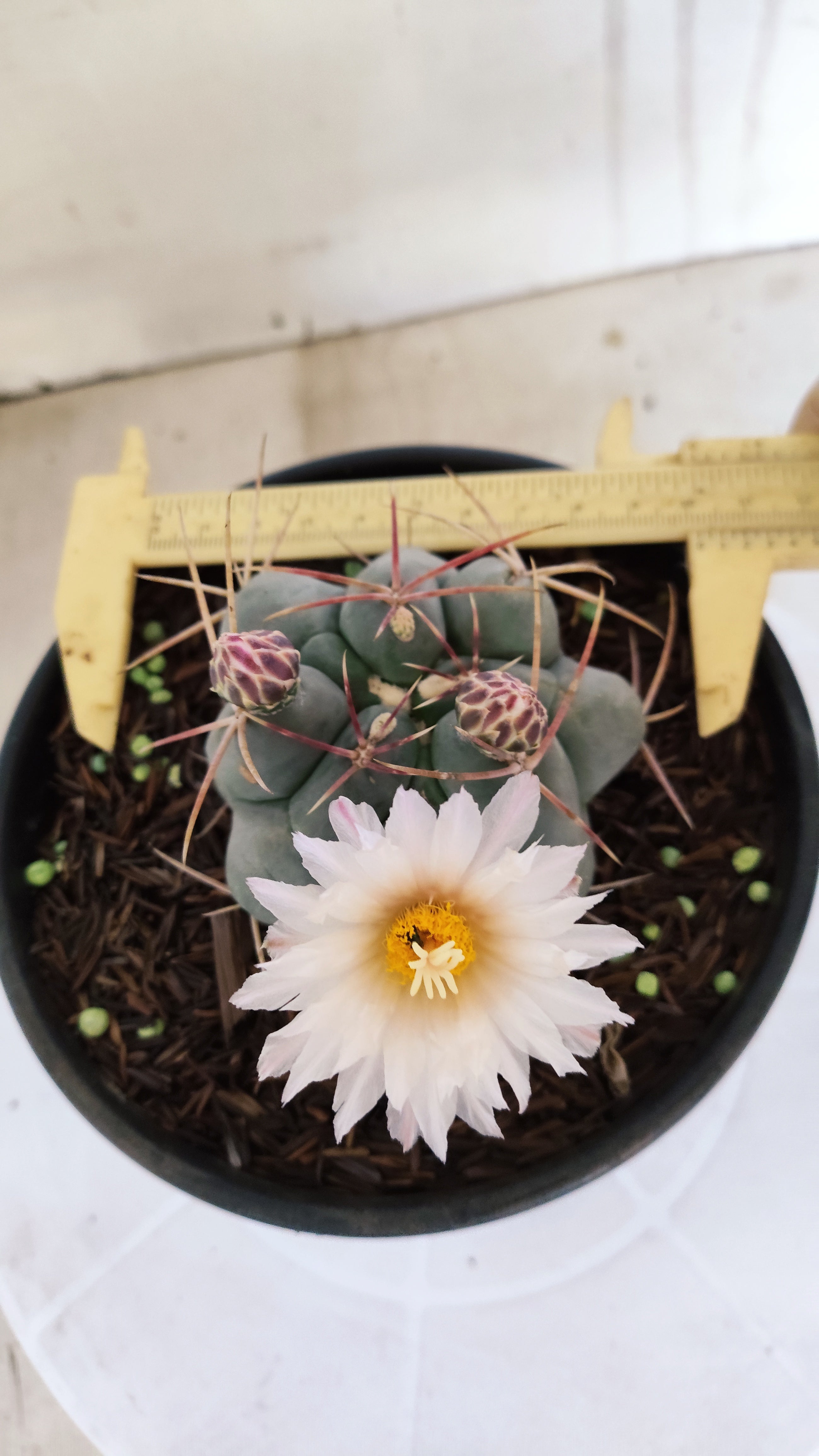 MATRIZ THELOCACTUS Hexaedrophorus Nº 170 – VASO 15
