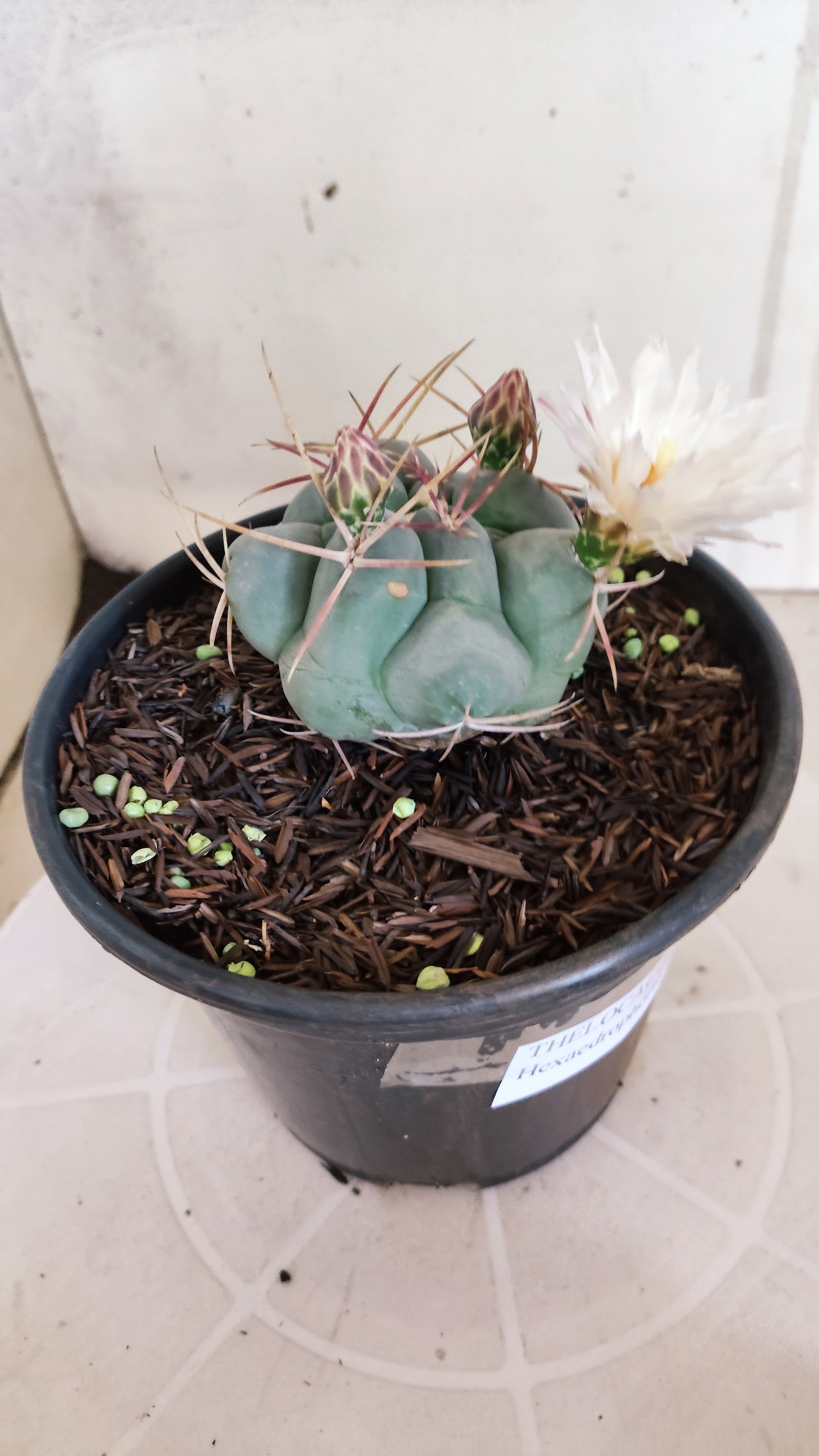 MATRIZ THELOCACTUS Hexaedrophorus Nº 170 – VASO 15