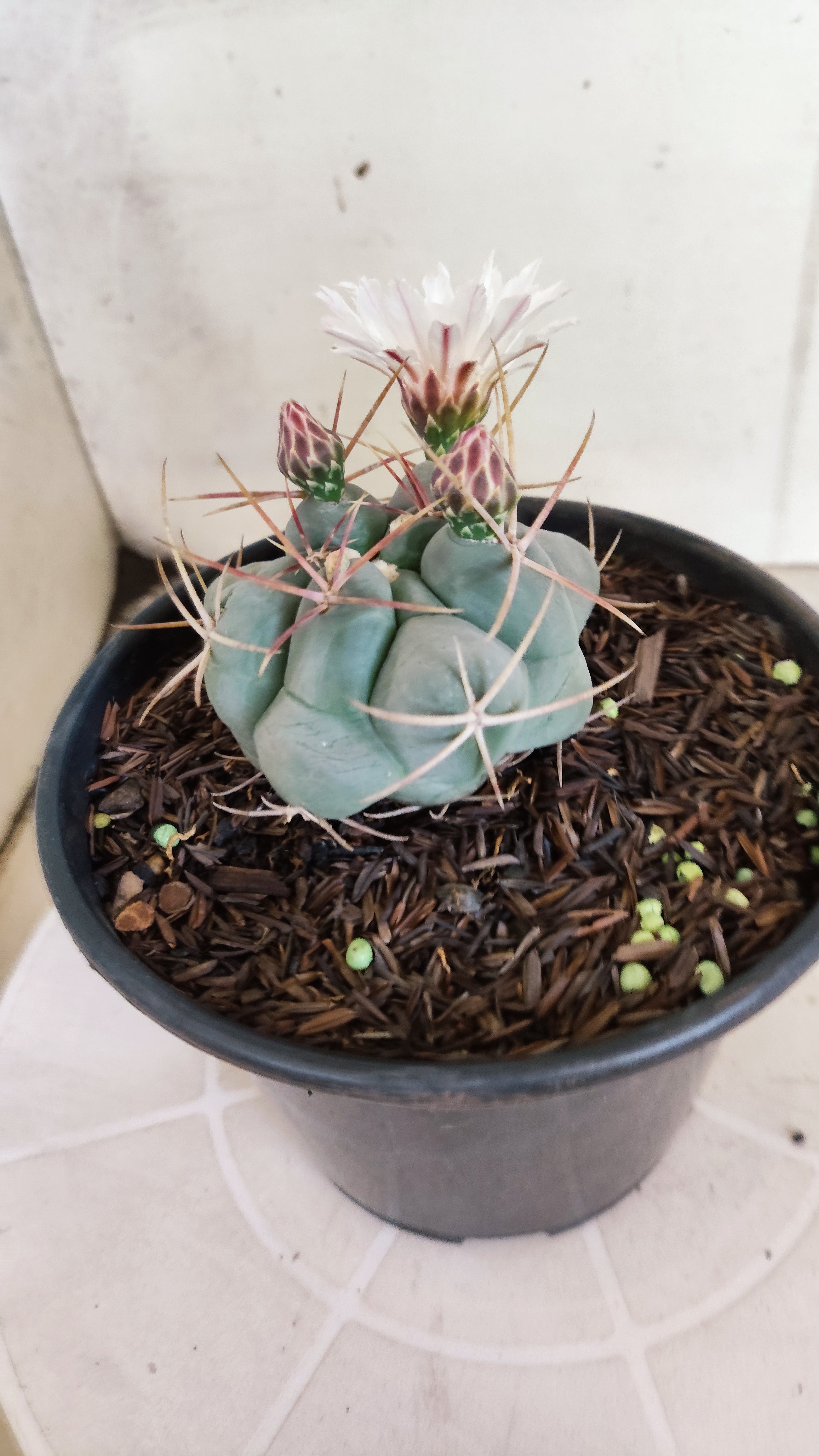 MATRIZ THELOCACTUS Hexaedrophorus Nº 170 – VASO 15