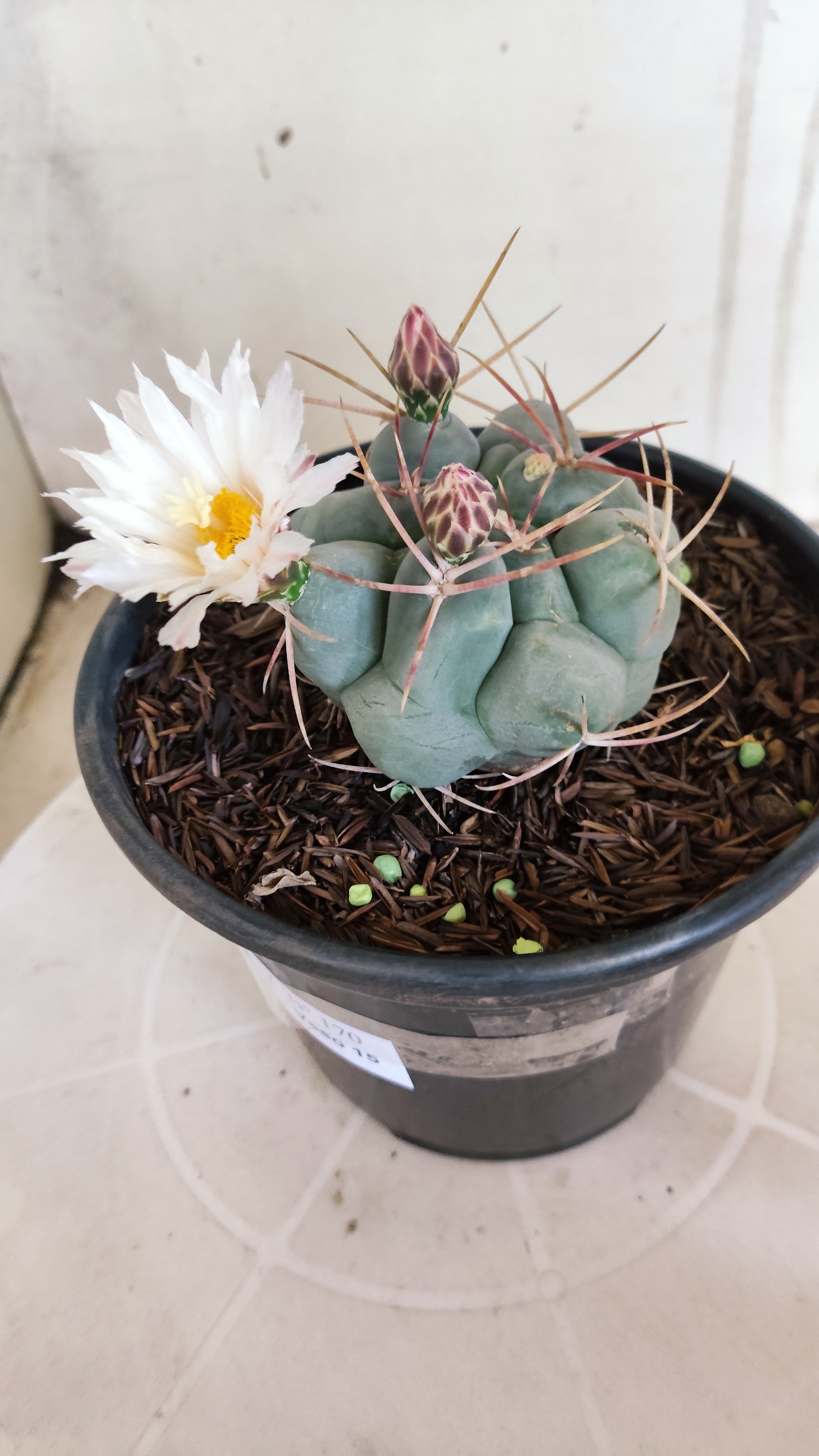 MATRIZ THELOCACTUS Hexaedrophorus Nº 170 – VASO 15