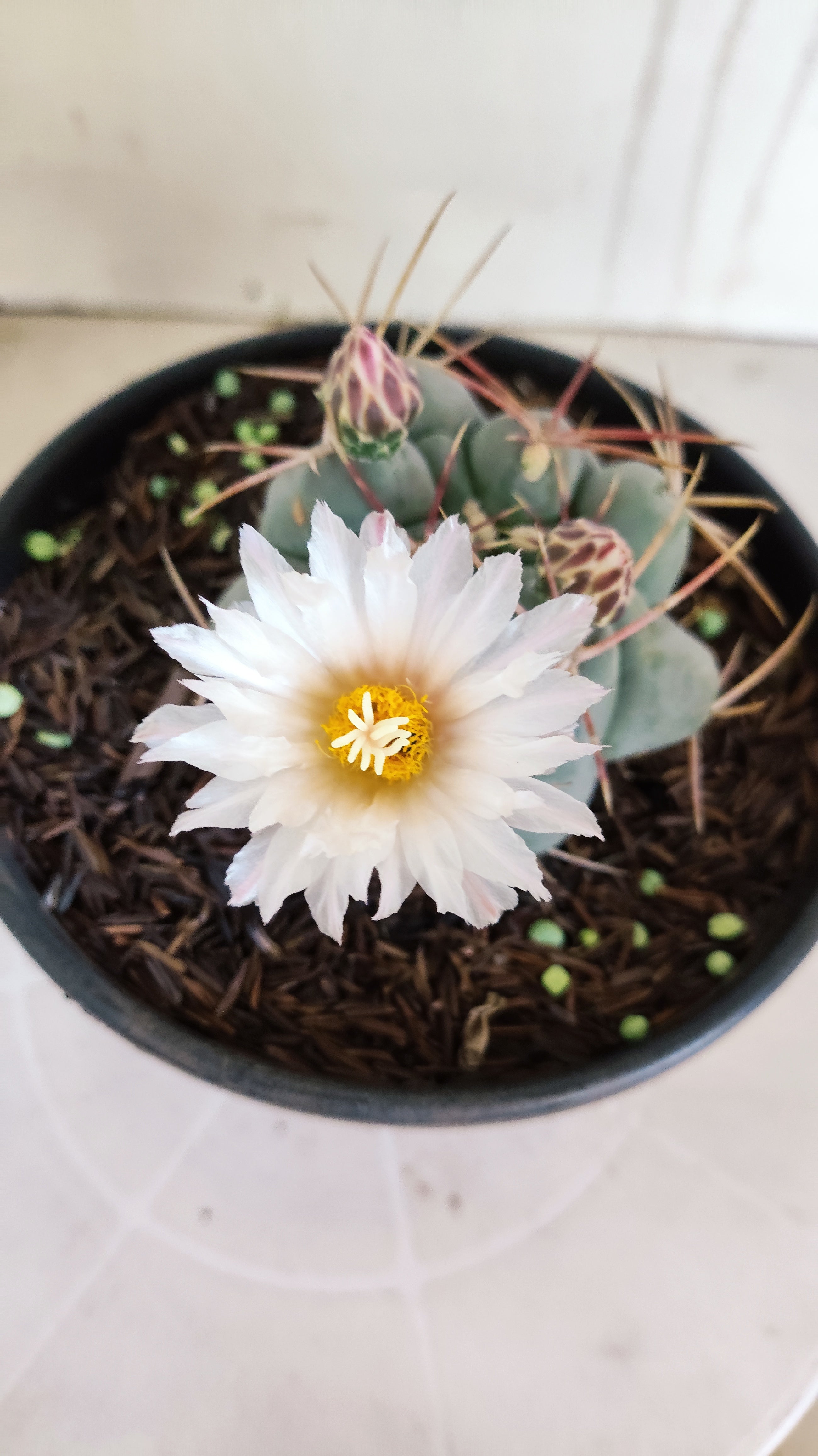 MATRIZ THELOCACTUS Hexaedrophorus Nº 170 – VASO 15
