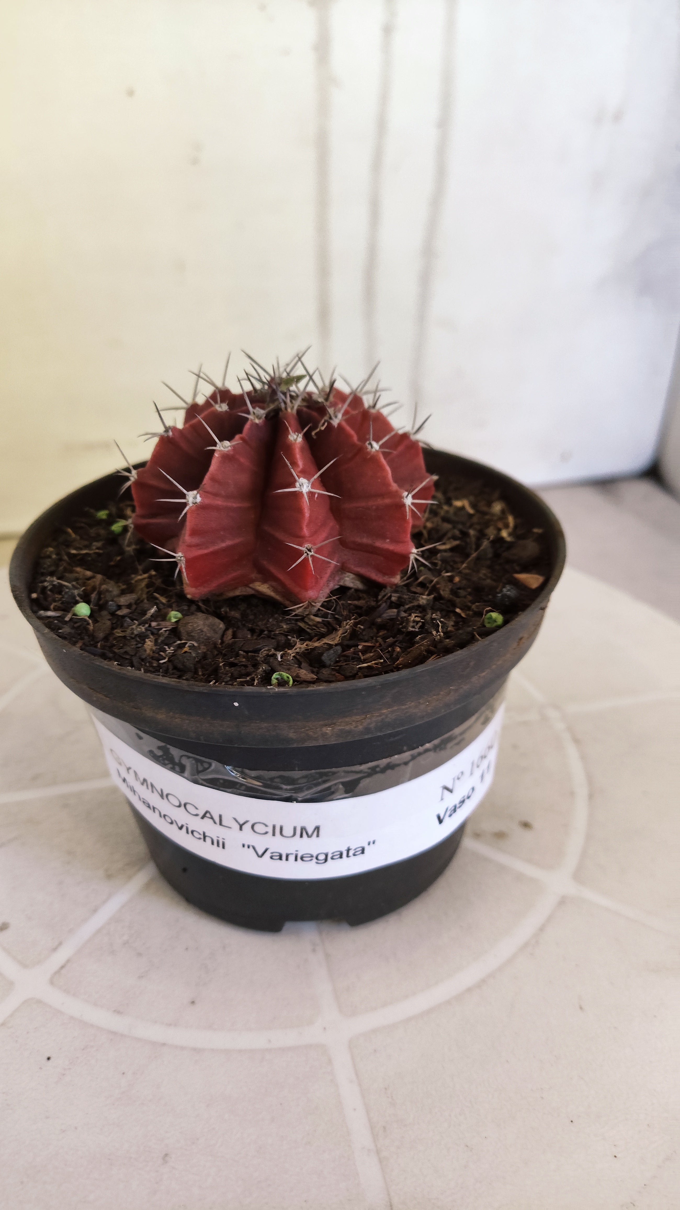 Matriz GYMNOCALYCIUM Mihanovichii Variegata Nº 1660 – vaso 11