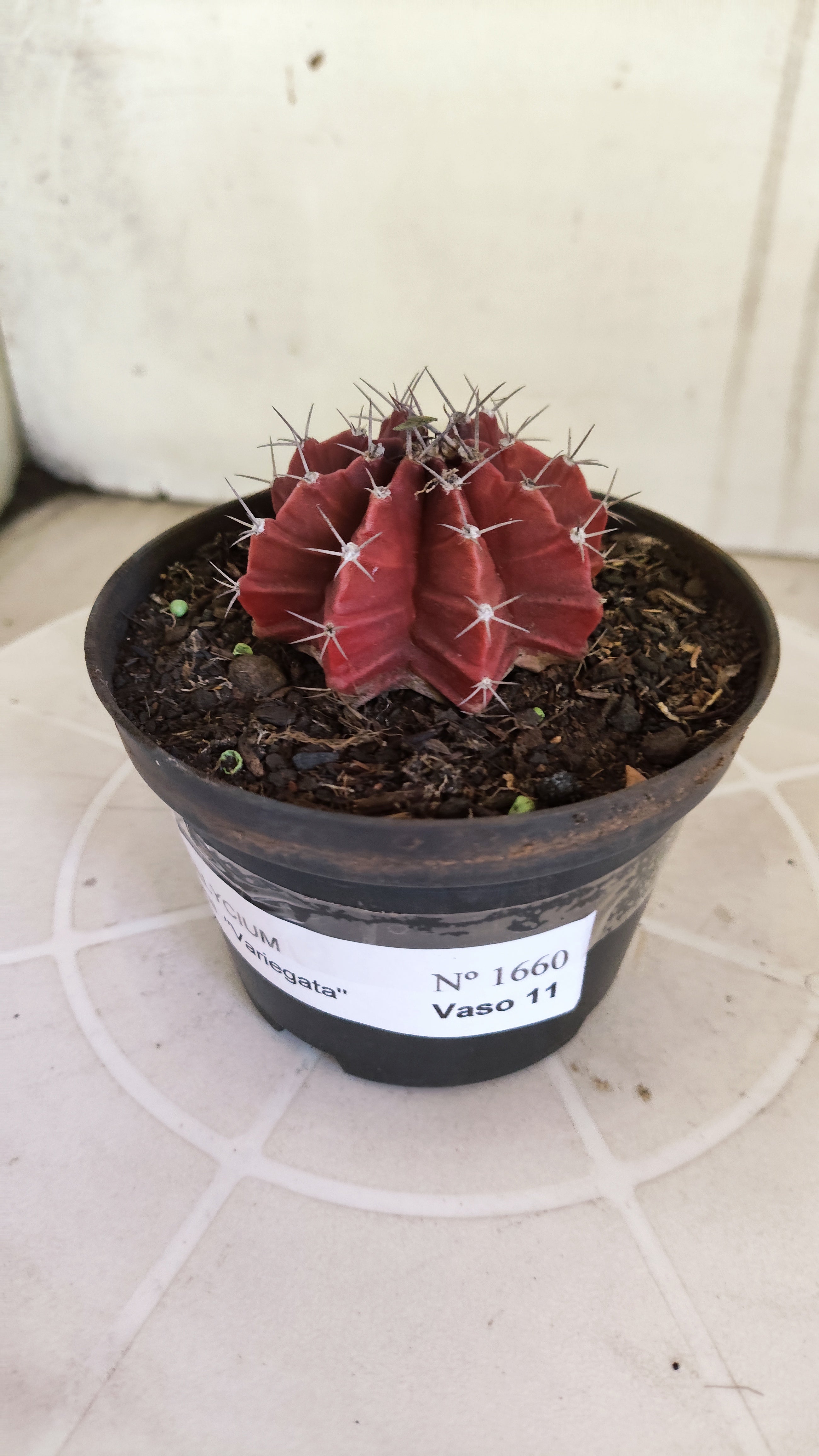 Matriz GYMNOCALYCIUM Mihanovichii Variegata Nº 1660 – vaso 11