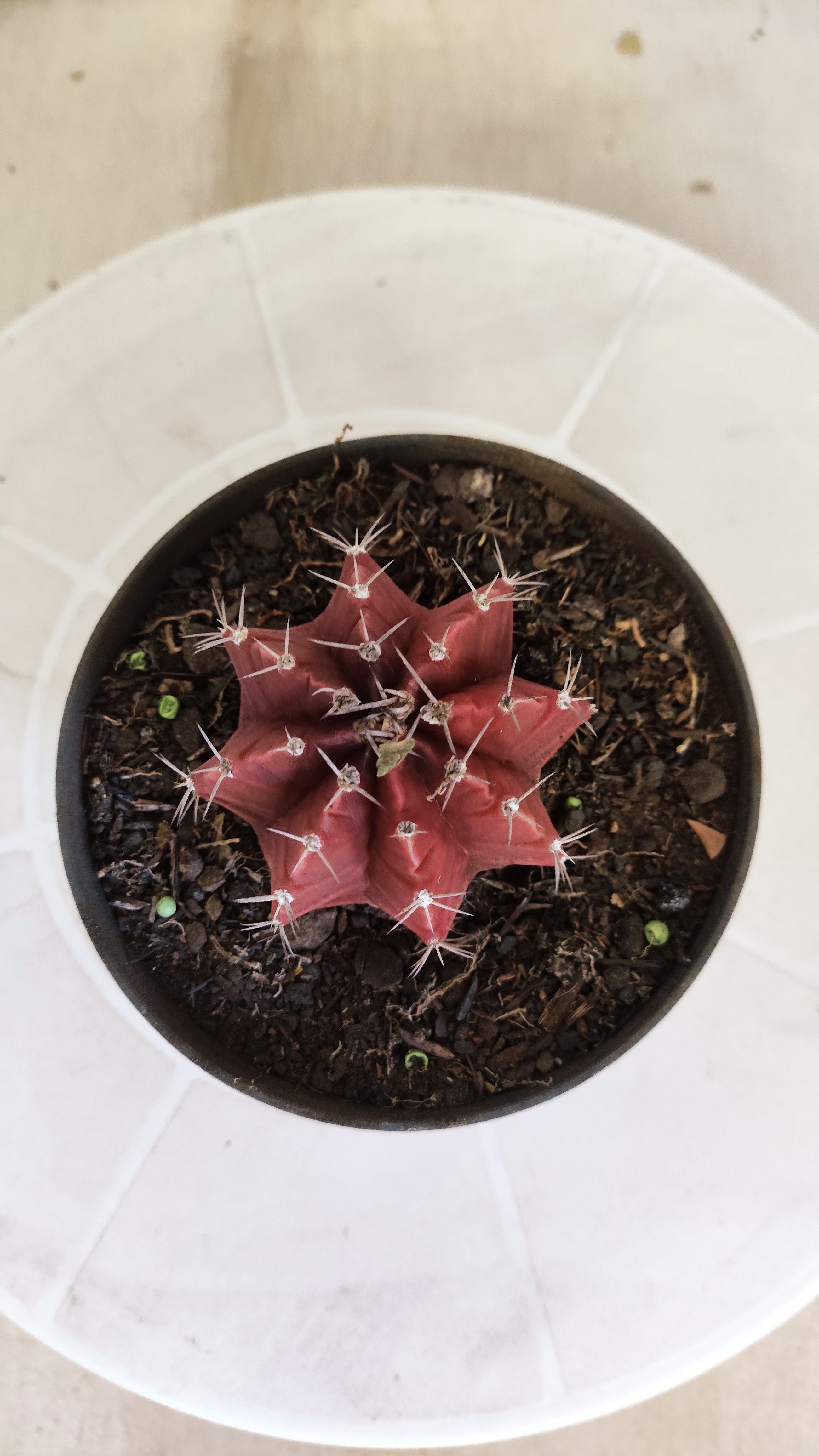 Matriz GYMNOCALYCIUM Mihanovichii Variegata Nº 1660 – vaso 11