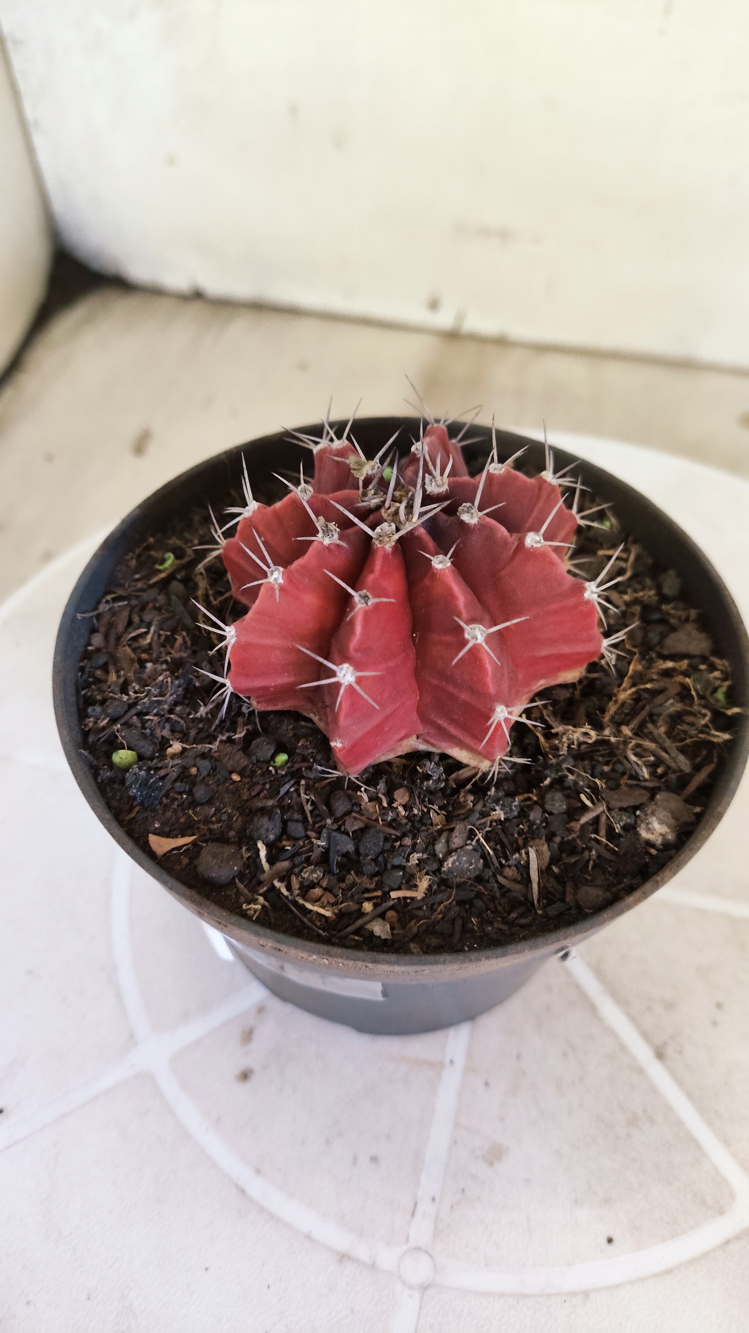Matriz GYMNOCALYCIUM Mihanovichii Variegata Nº 1660 – vaso 11