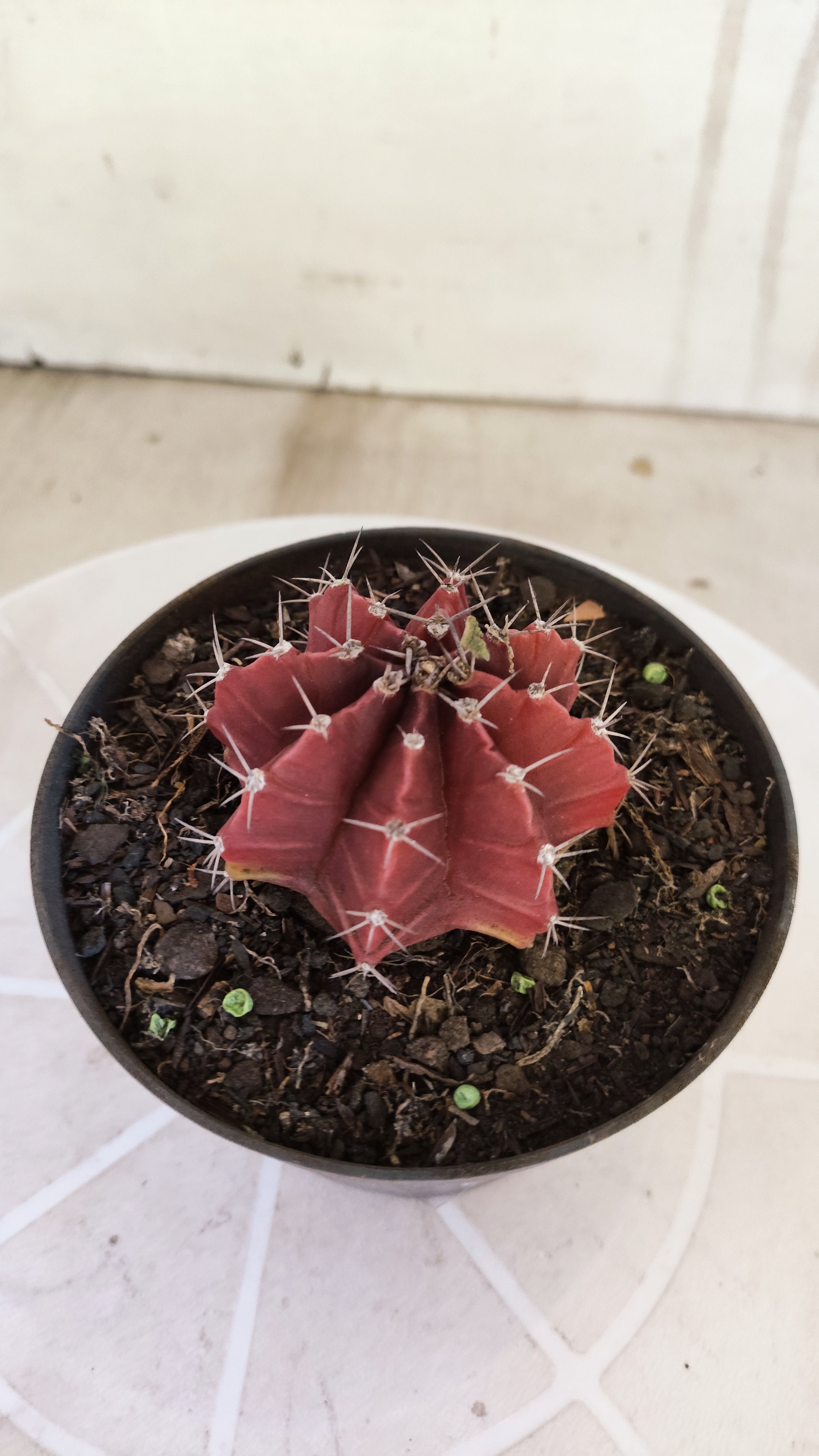 Matriz GYMNOCALYCIUM Mihanovichii Variegata Nº 1660 – vaso 11