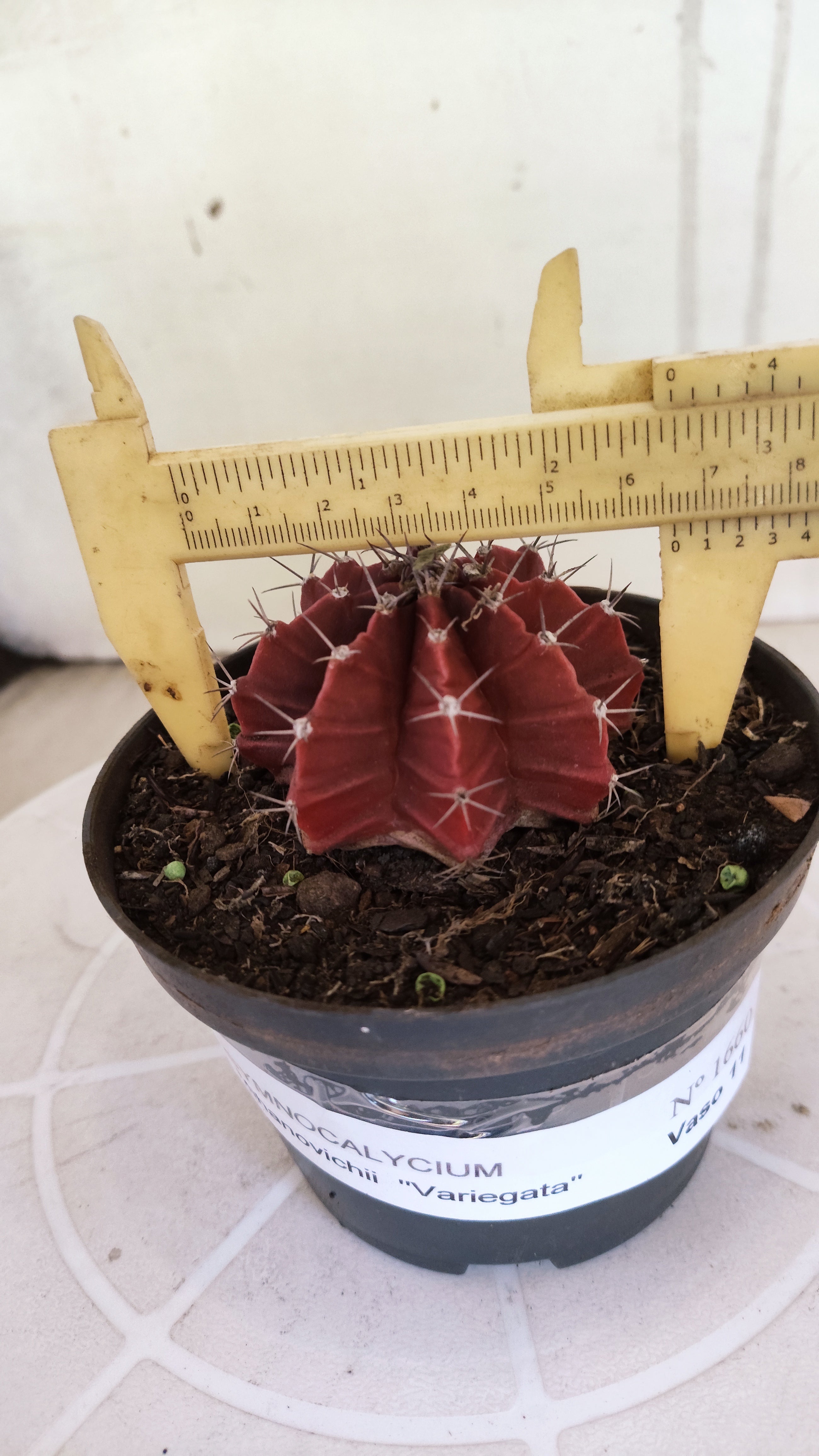 Matriz GYMNOCALYCIUM Mihanovichii Variegata Nº 1660 – vaso 11