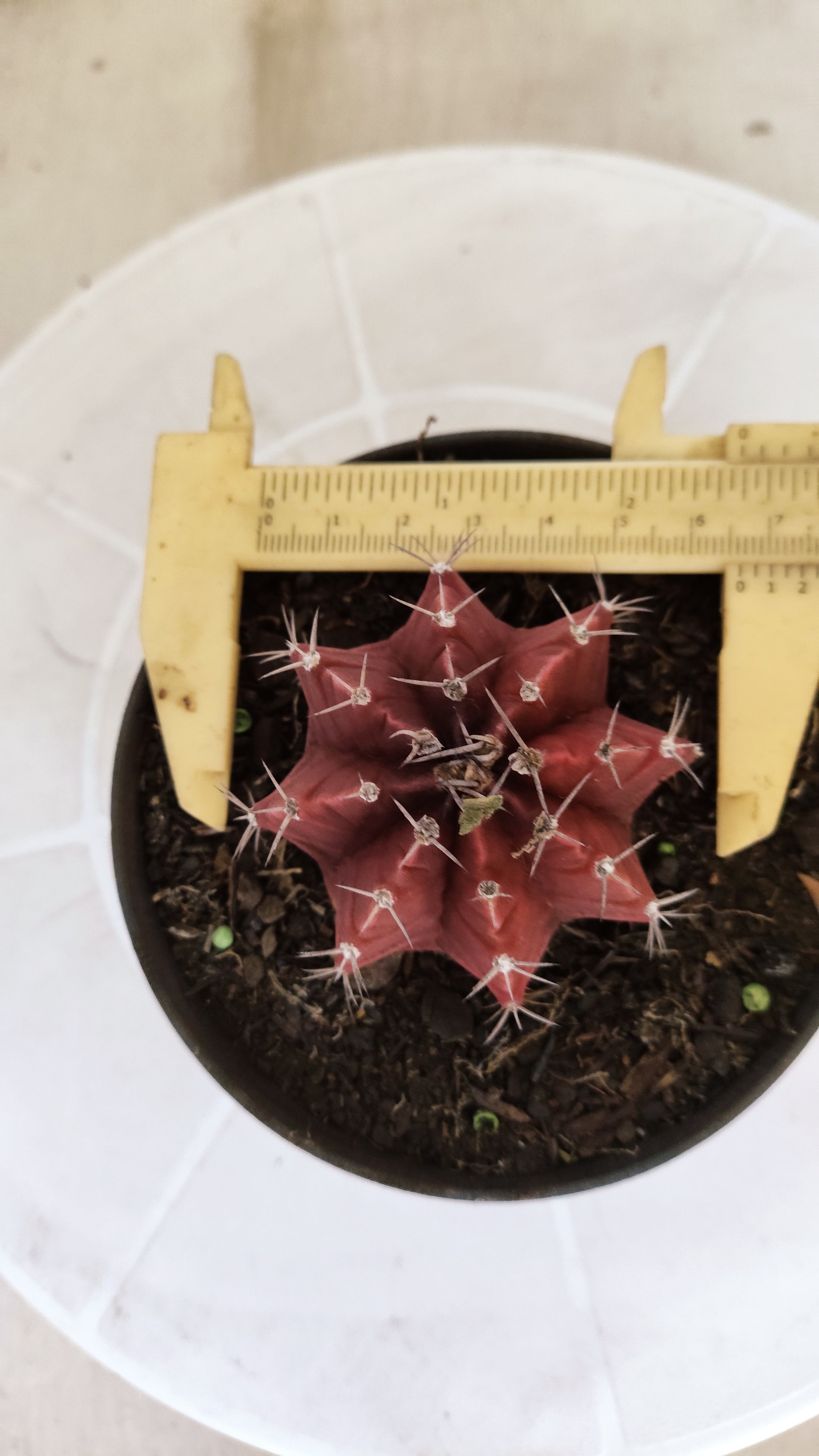 Matriz GYMNOCALYCIUM Mihanovichii Variegata Nº 1660 – vaso 11
