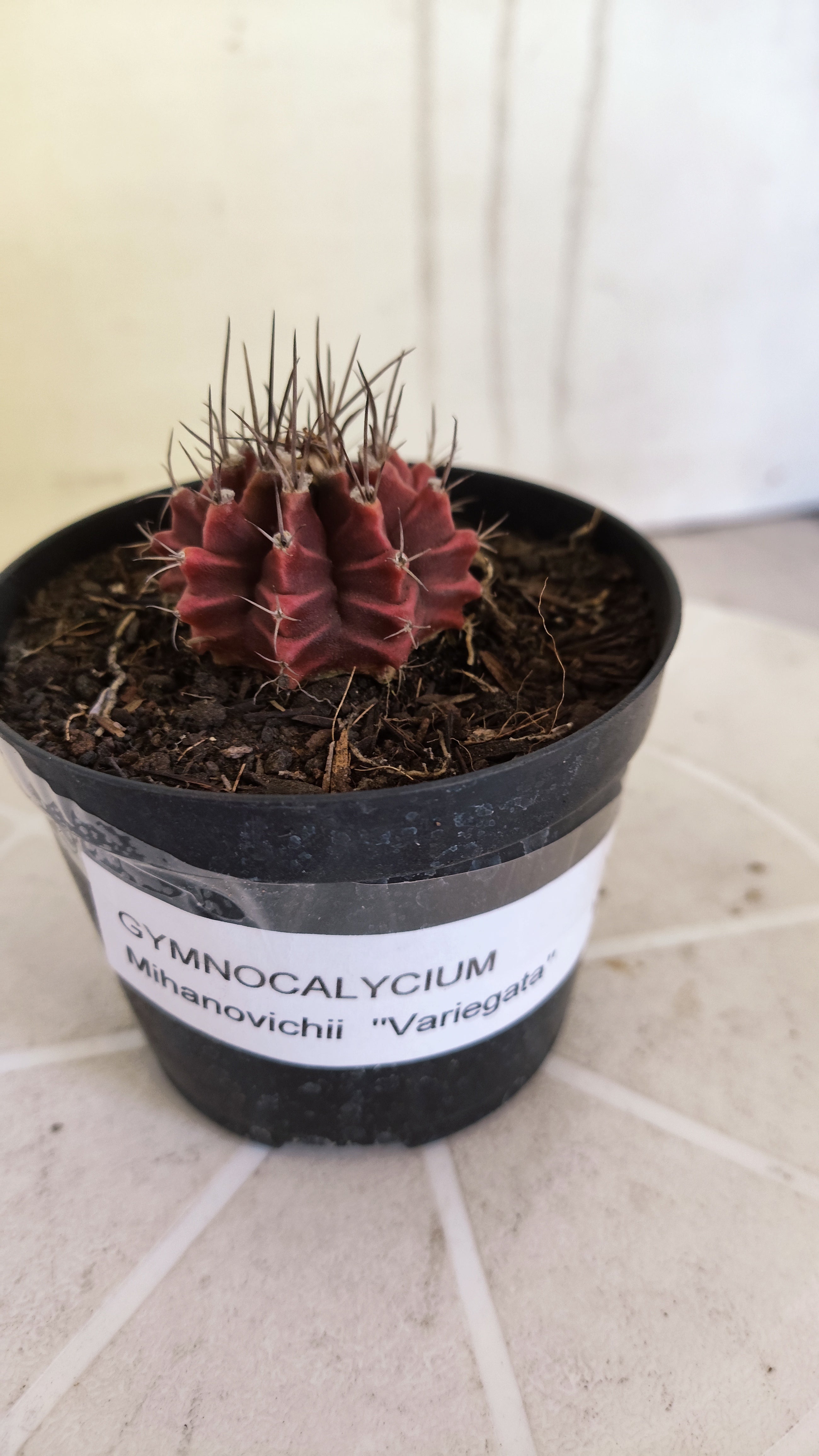 Matriz GYMNOCALYCIUM Mihanovichii Variegata Nº 1661 – vaso 09