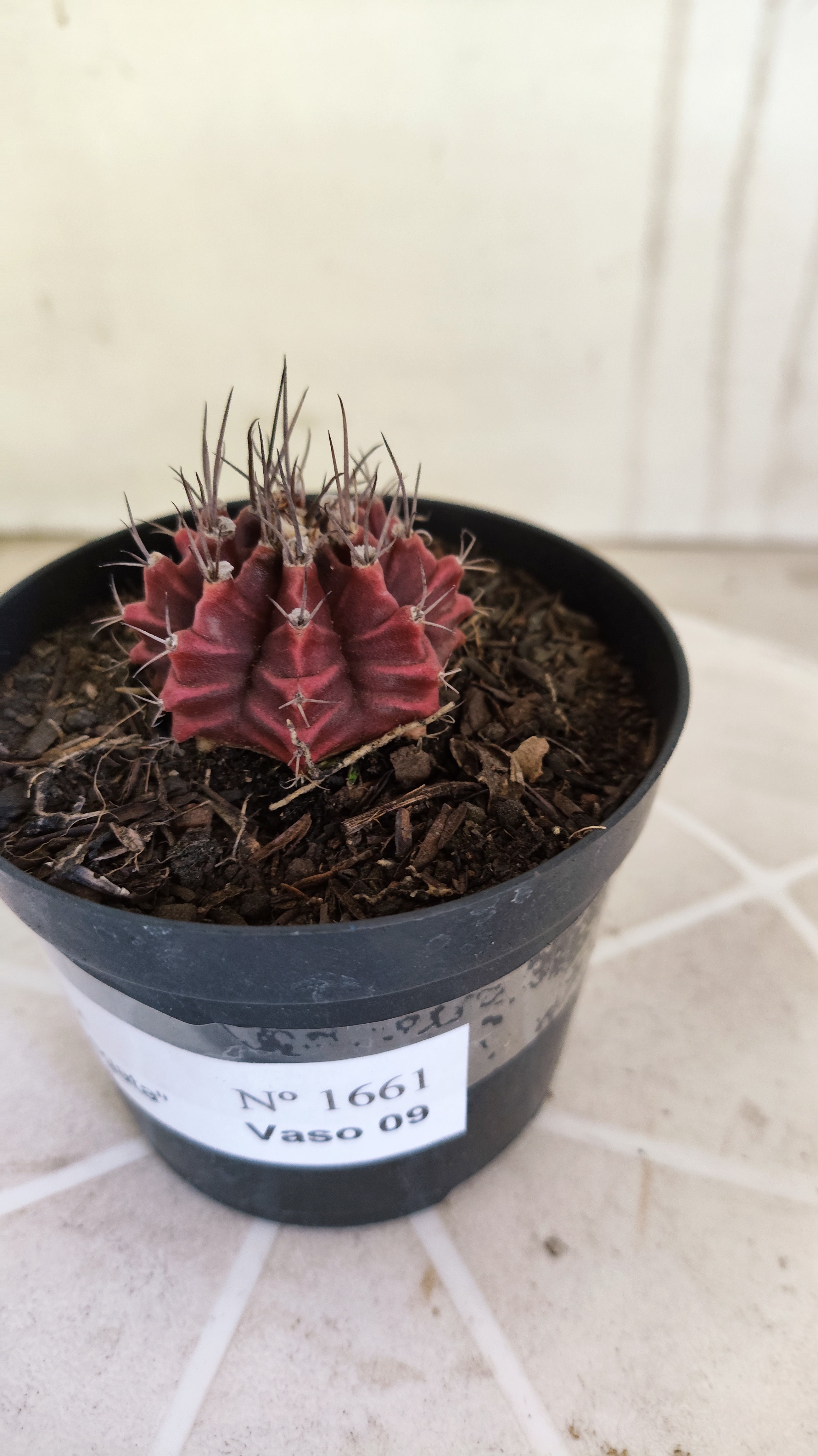 Matriz GYMNOCALYCIUM Mihanovichii Variegata Nº 1661 – vaso 09