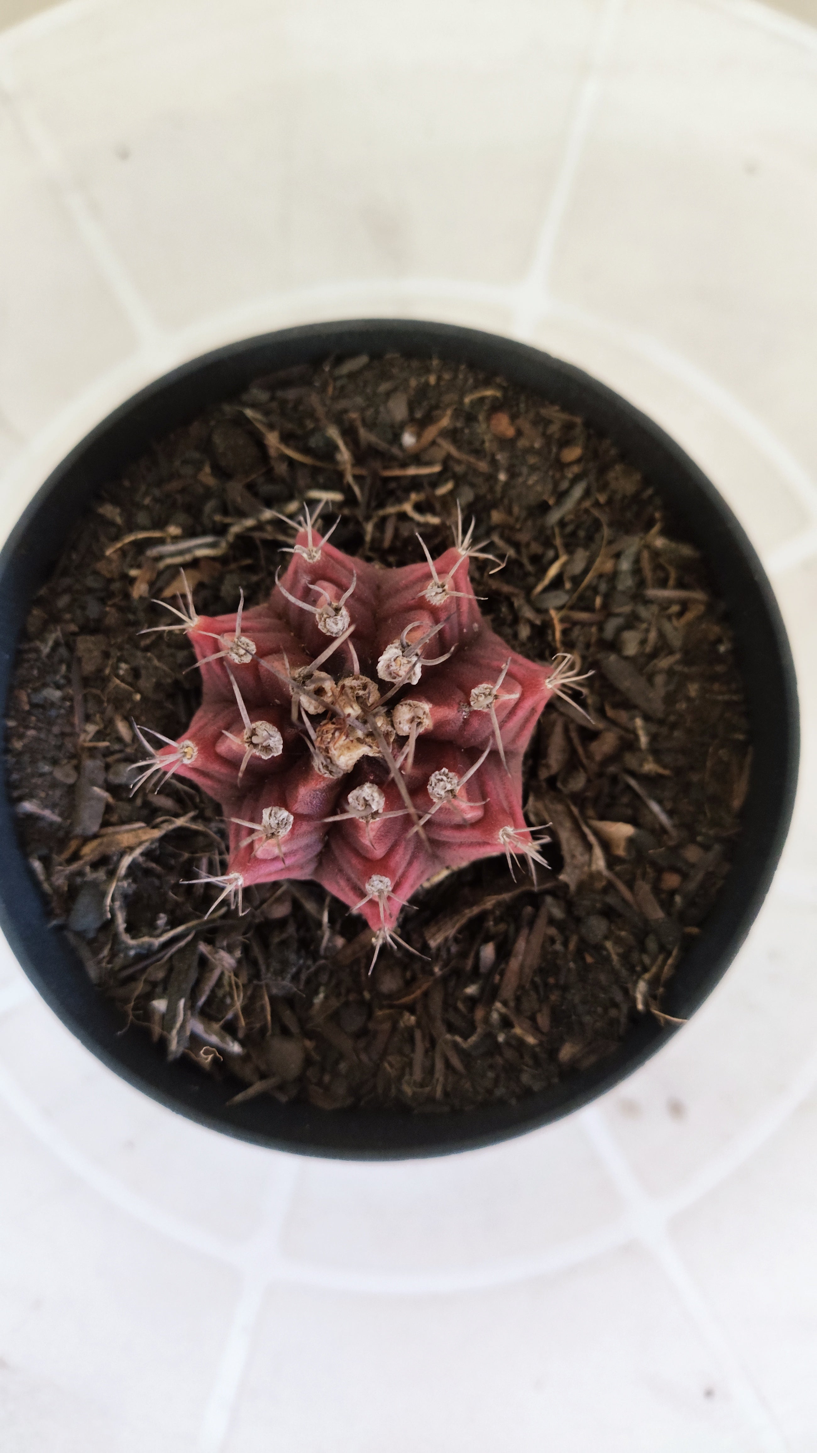 Matriz GYMNOCALYCIUM Mihanovichii Variegata Nº 1661 – vaso 09