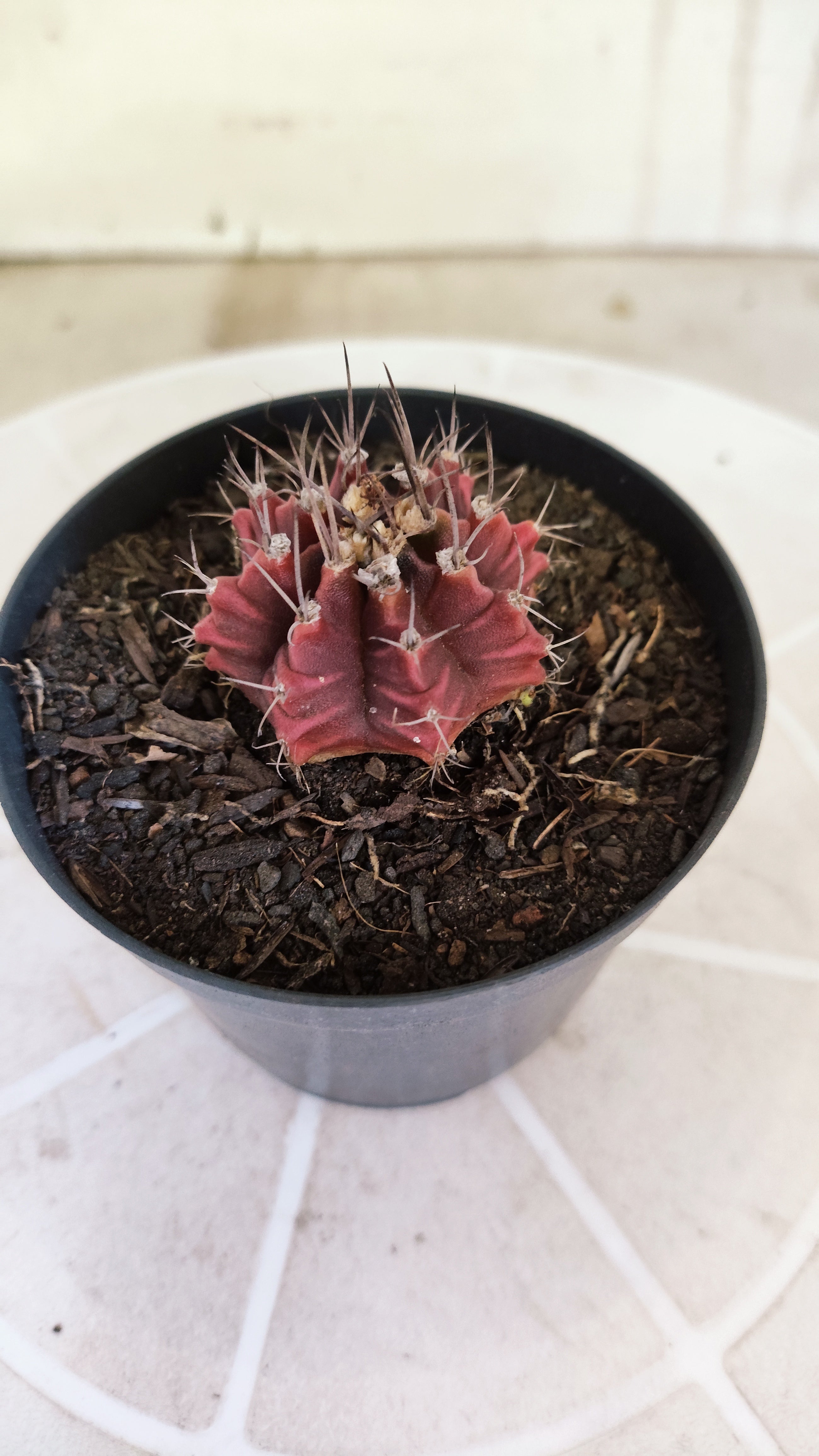 Matriz GYMNOCALYCIUM Mihanovichii Variegata Nº 1661 – vaso 09